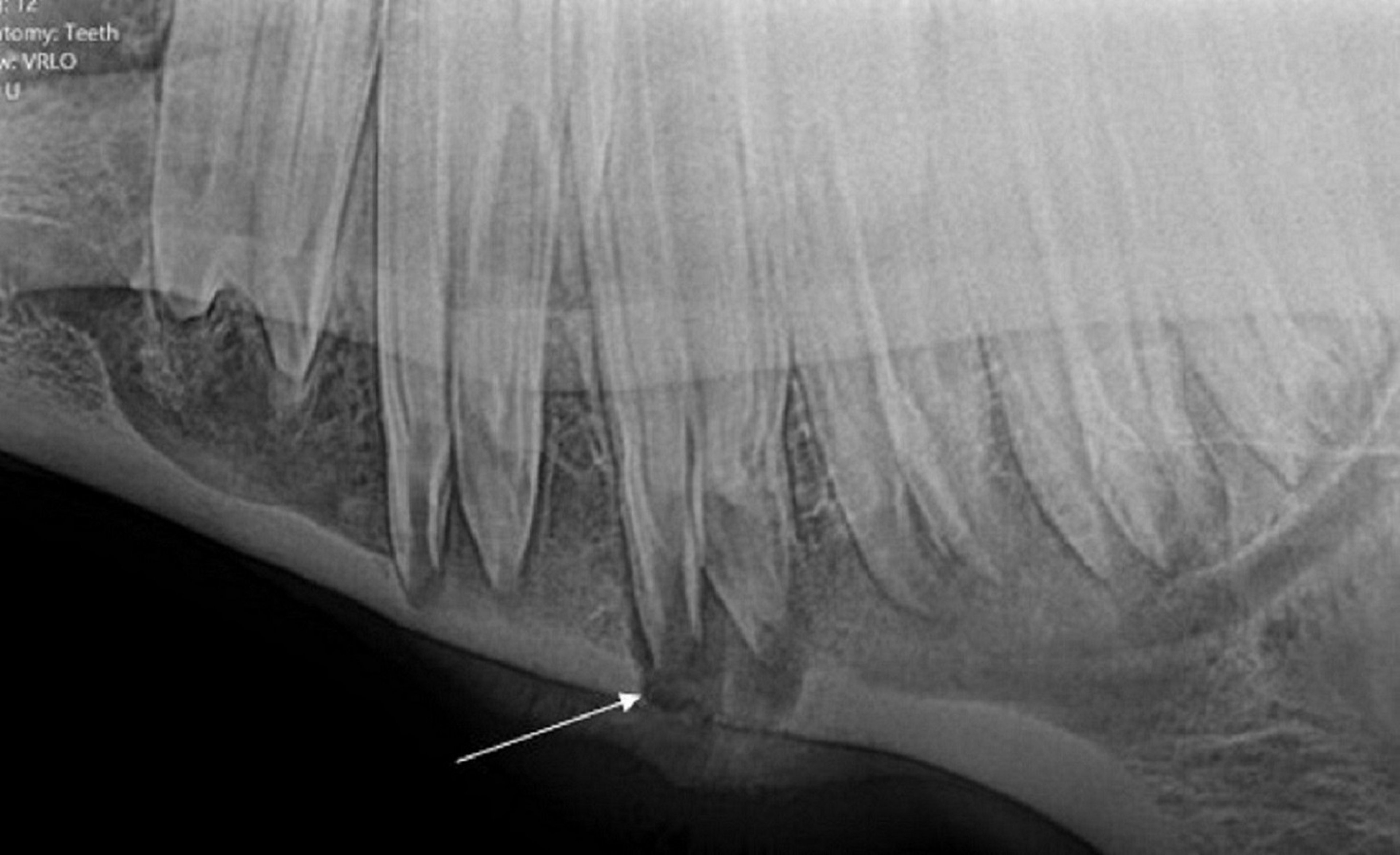 Apical osteitis (endodontic disease), horse
