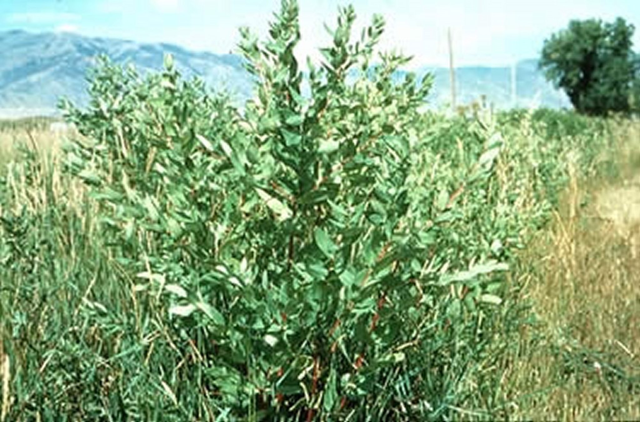 <i >Apocynum cannabinum</i> (cáñamo americano)