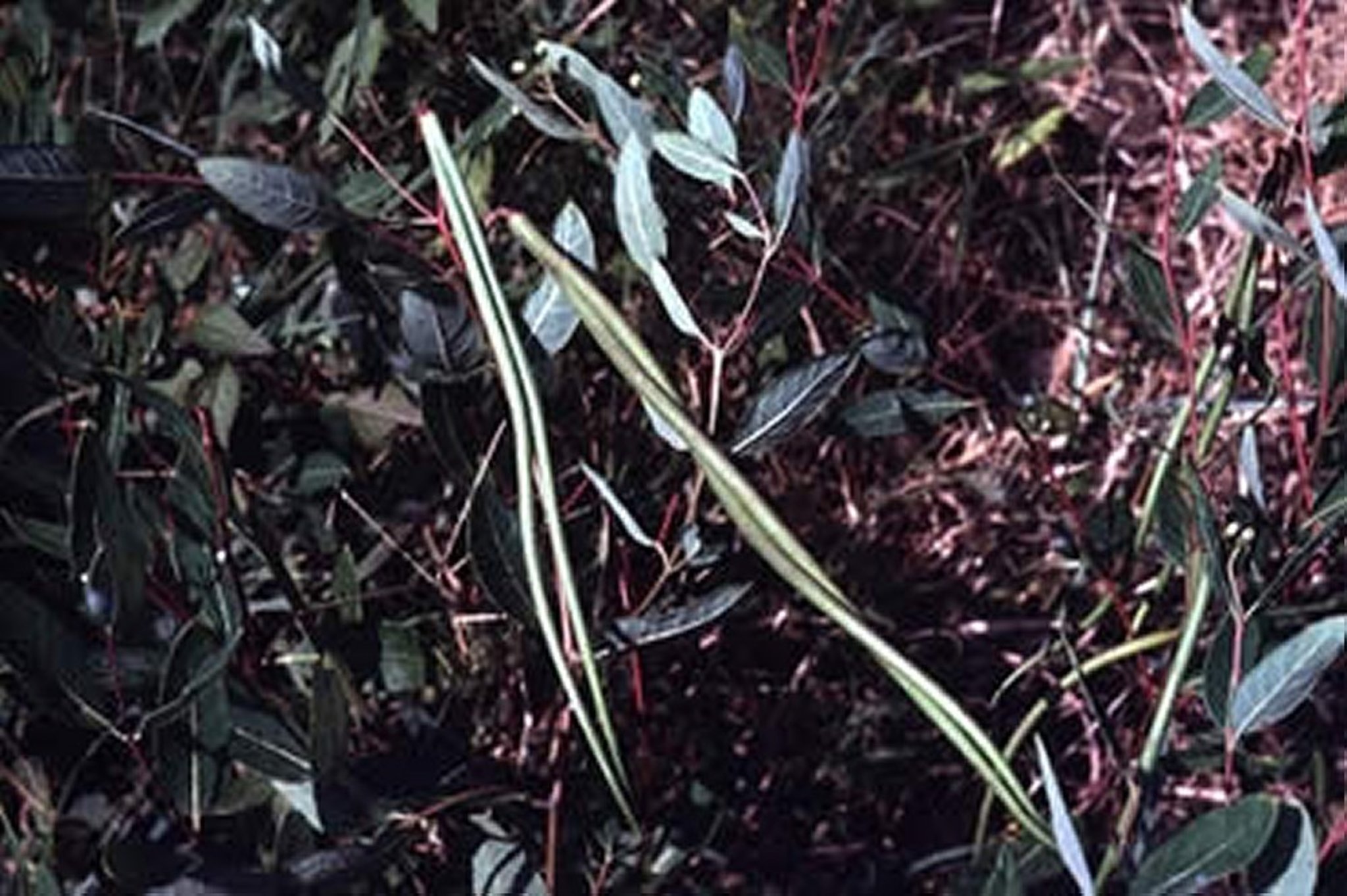 <i >Apocynum</i> spp, fruit (pods)