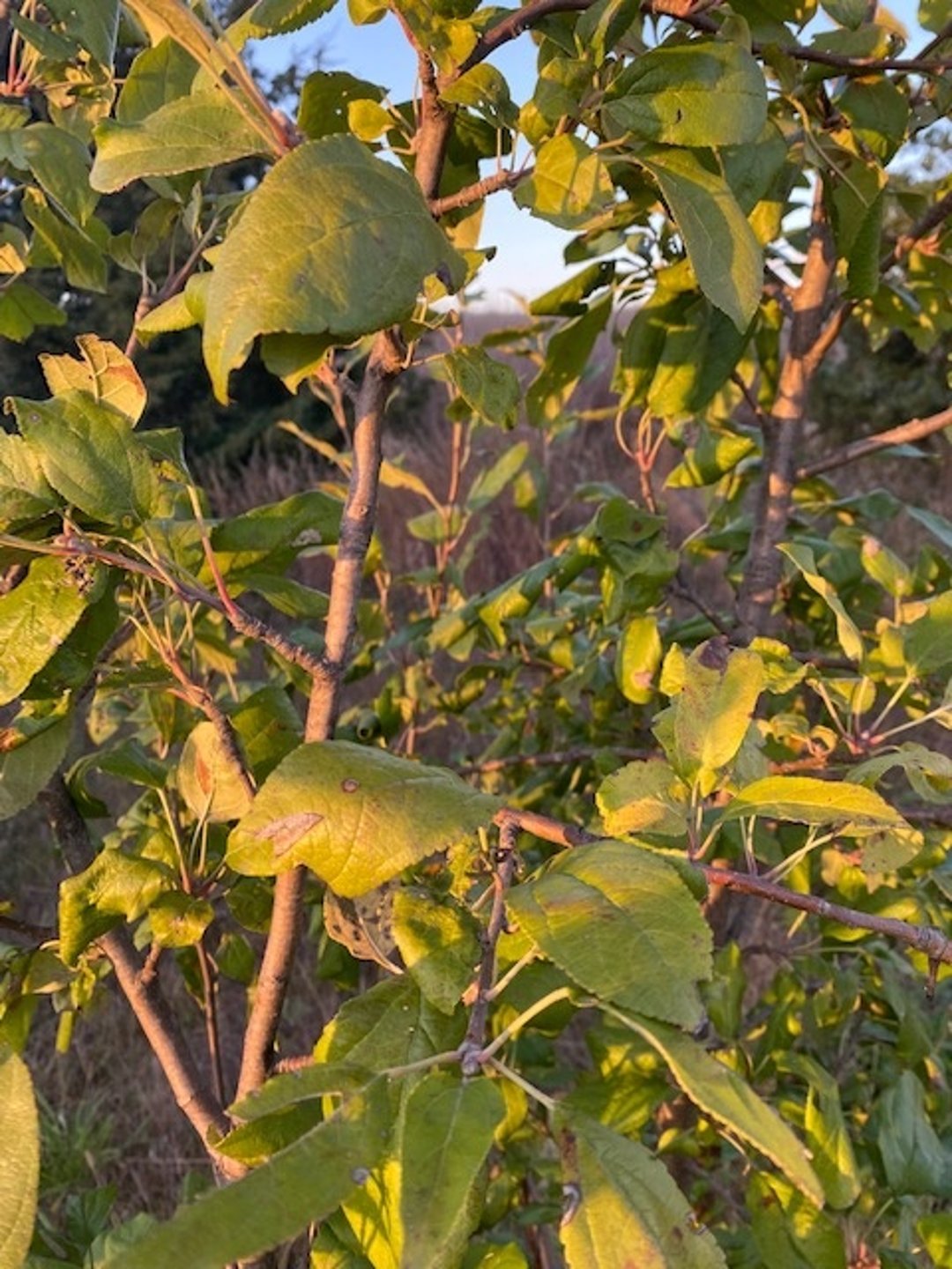 Apple tree (<i >Malus</i> spp)