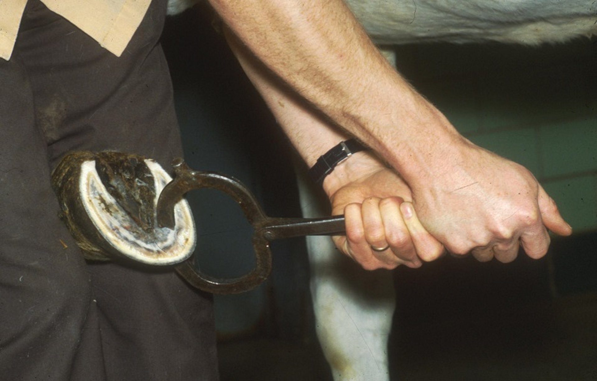 Applying hoof testers, horse