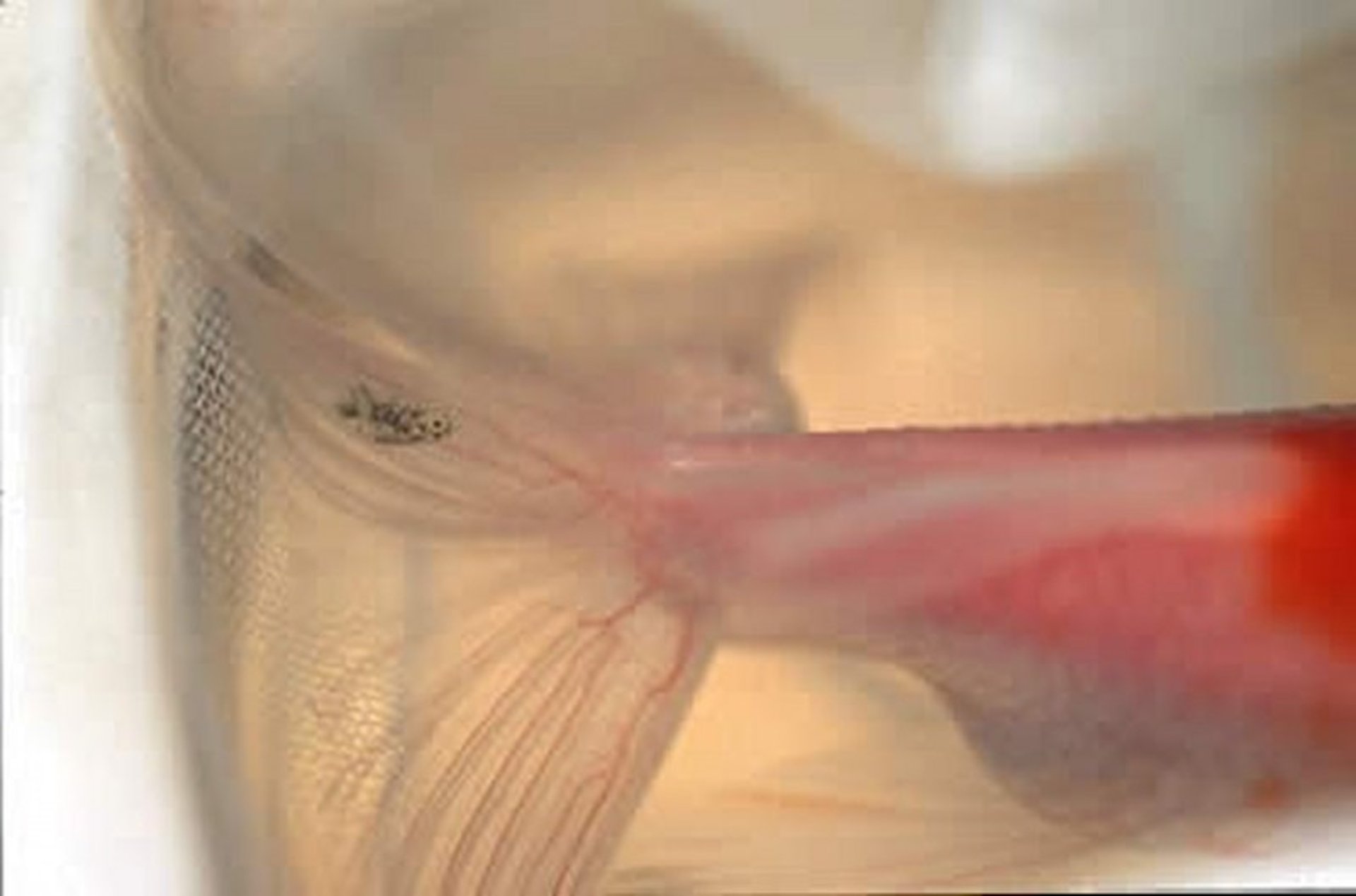 <i >Argulus</i> spp, aleta caudal, carpín dorado