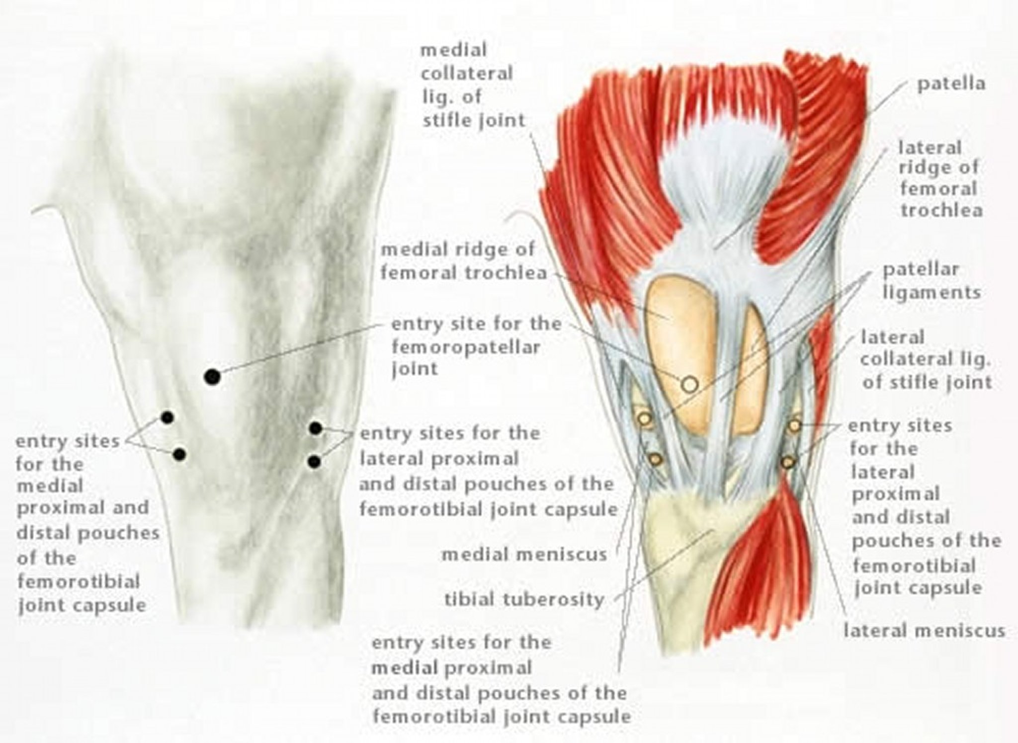 Puntos de entrada a la articulación por artroscopia, rodilla, caballo