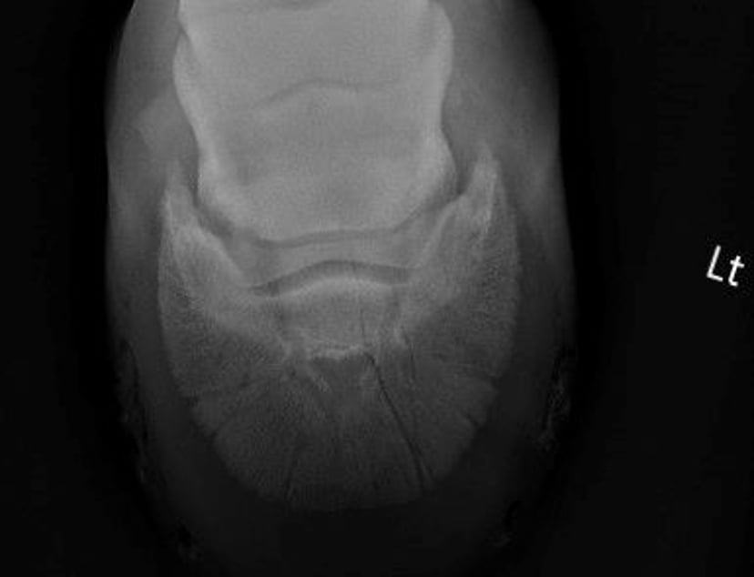 Articular fracture, distal phalanx, radiograph, horse