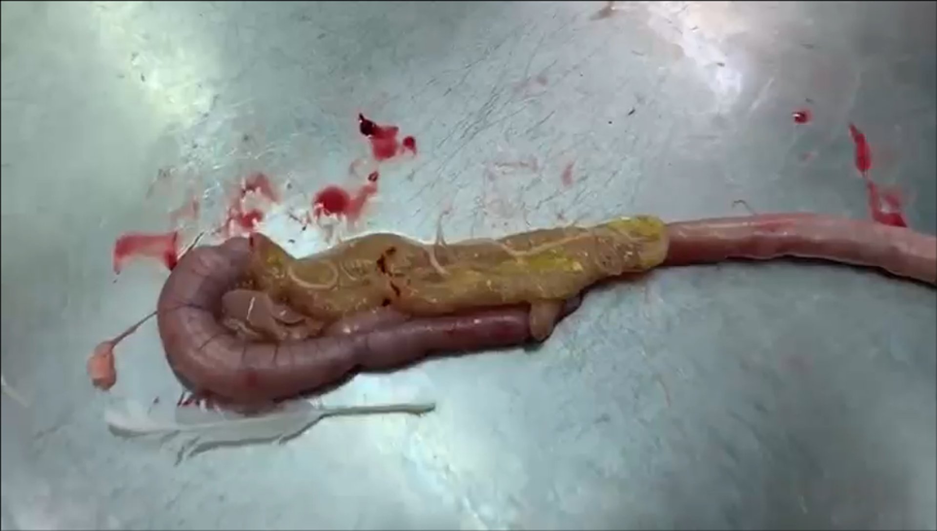 <i >Ascaridia galli</i>, duodenum, chicken