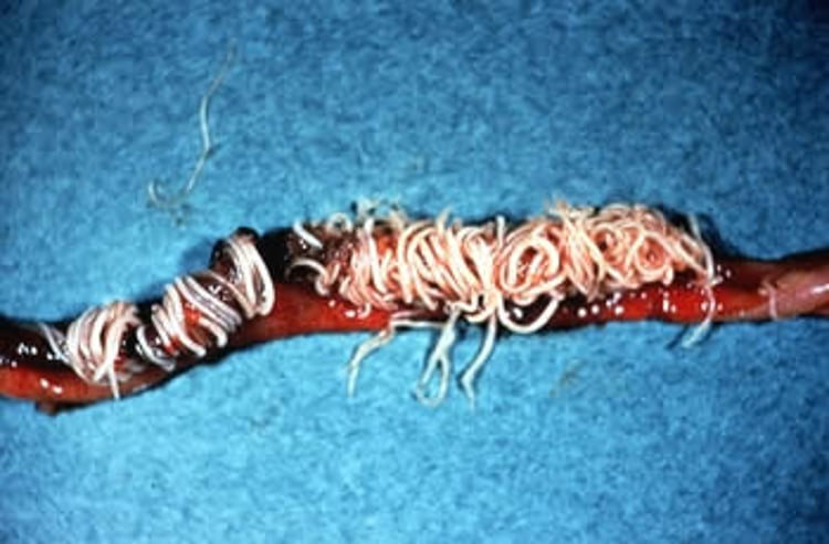 <i >Ascaridia galli</i>, intestino delgado, pollo