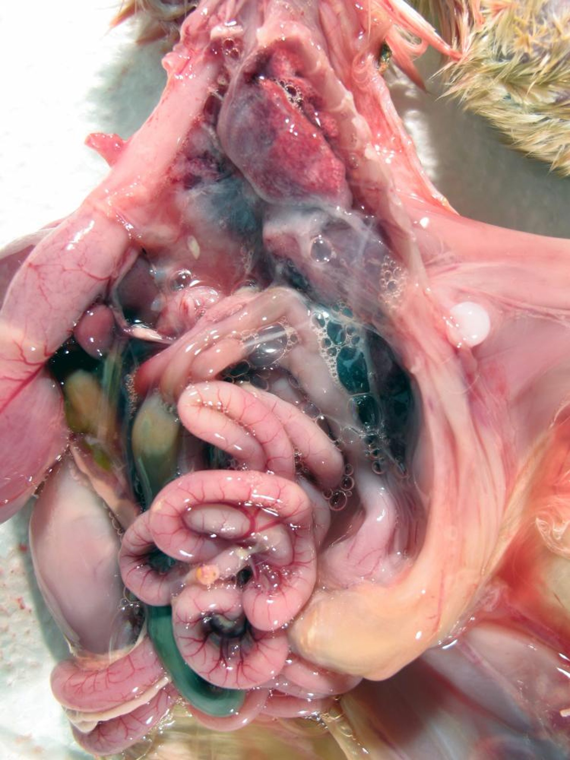 Ascitis y edema pulmonar, intoxicación por sodio, pavipollo