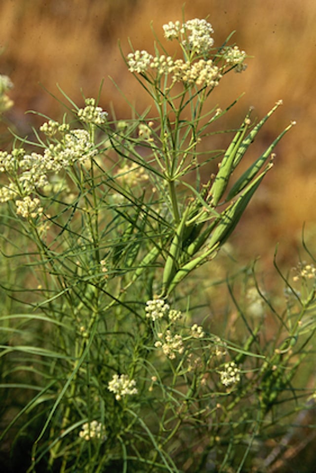 <i >Asclepias subverticillata</i> (algodoncillo espiralado)