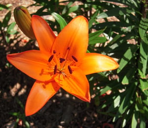 Asiatic lily, orange (Lilium spp)