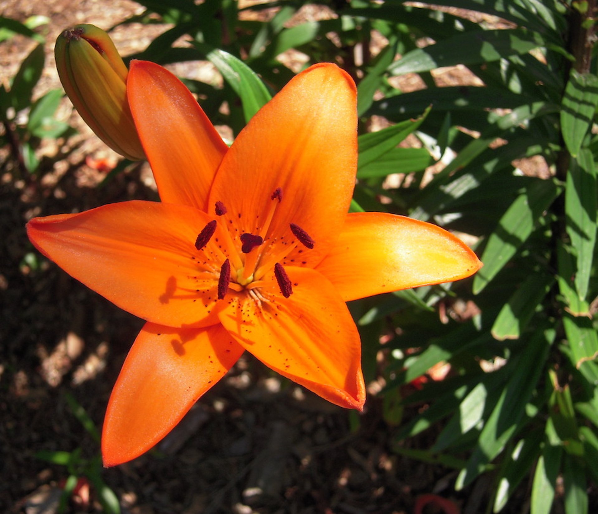 Lirio asiático, naranja (<i >Lilium</i> spp)