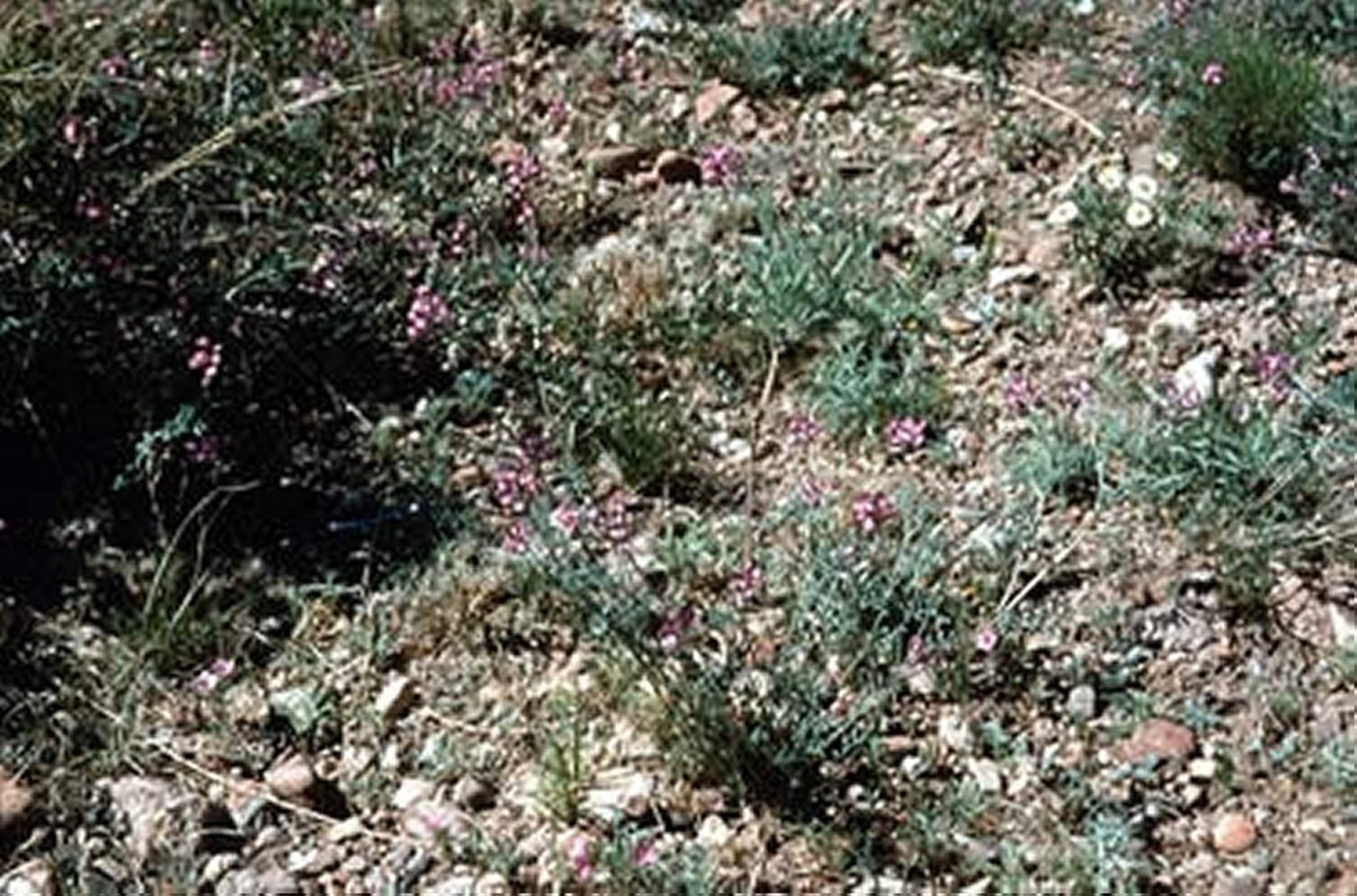 <i >Astragalus</i> spp (peavina de tallo rojo)