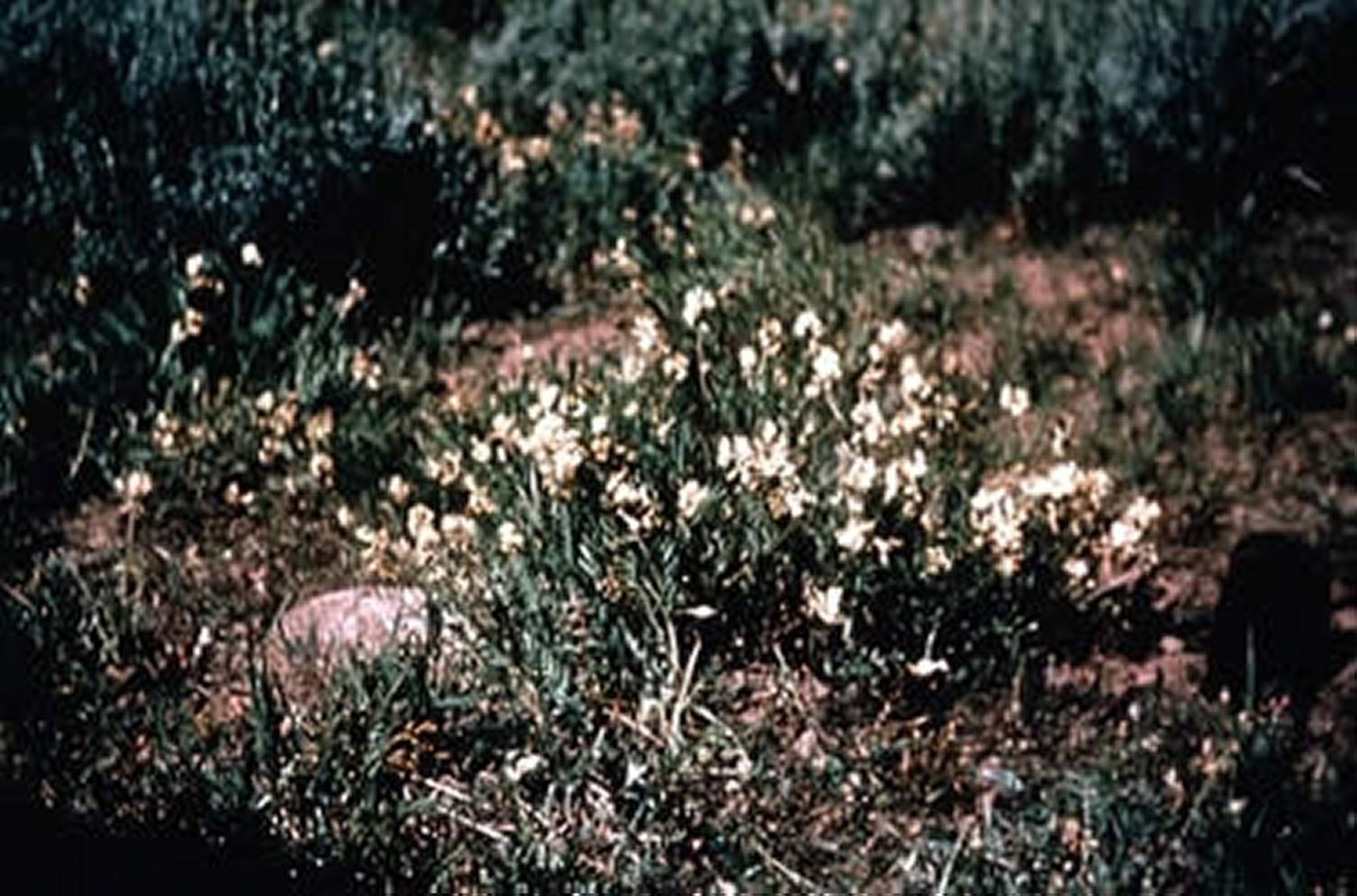 <i >Astragalus</i> spp (Timber Milkvetch)