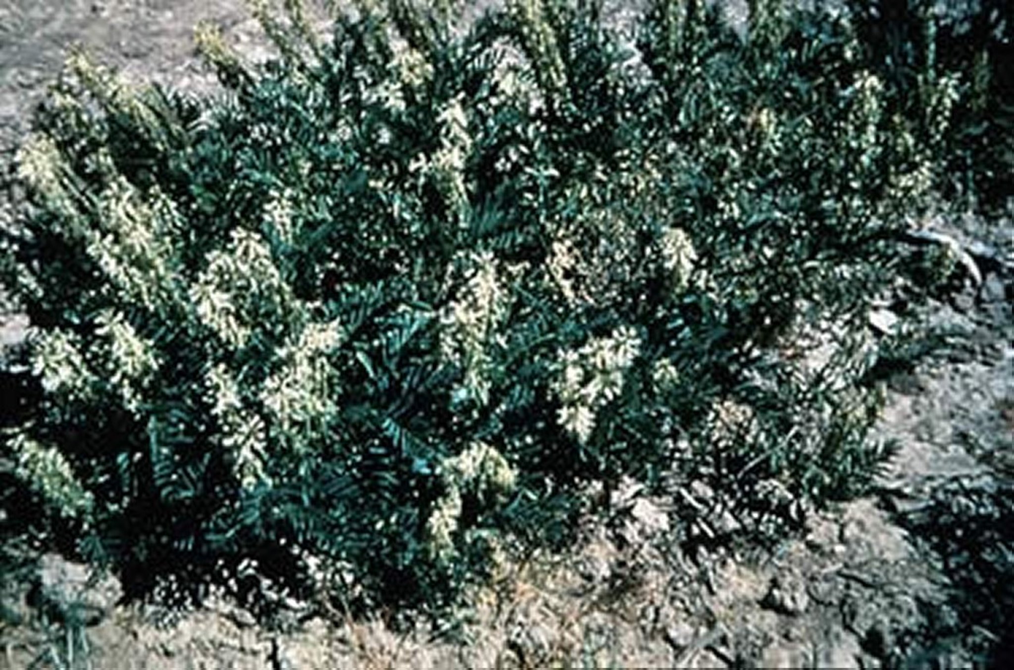 <i >Astragalus</i> spp (Two Groove Milkvetch)