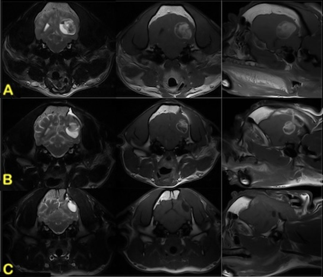 Astrocytoma, MRI, dog