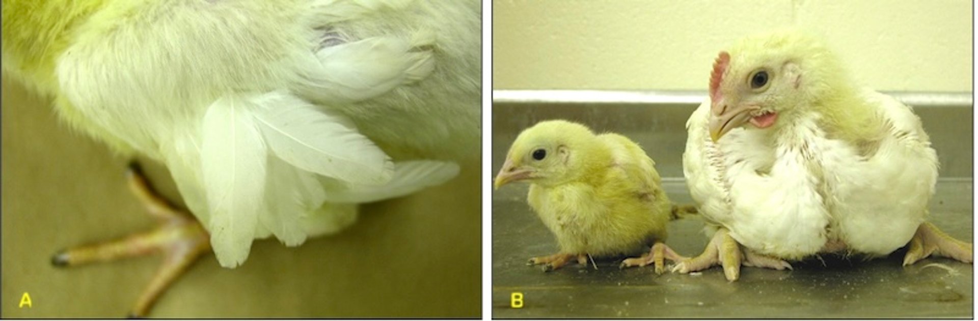 Infección por astrovirus, enanismo y retraso del crecimiento, pollo helicóptero, polluelo