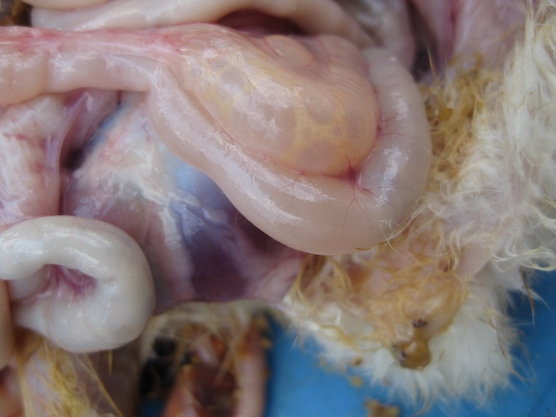 Astrovirus infection, runting and stunting syndrome, pale intestines, chicken
