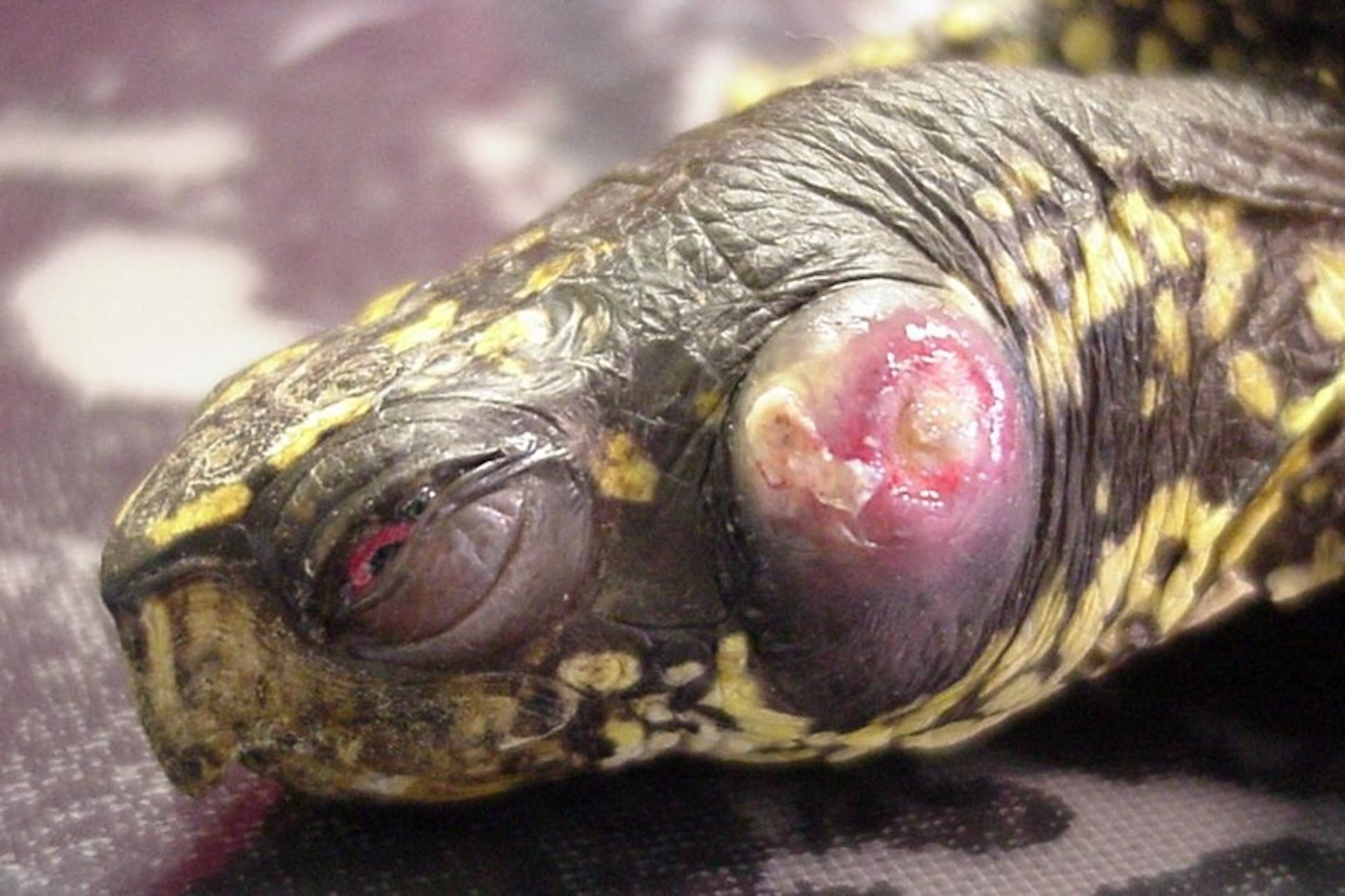 Absceso aural, tortuga de caja china