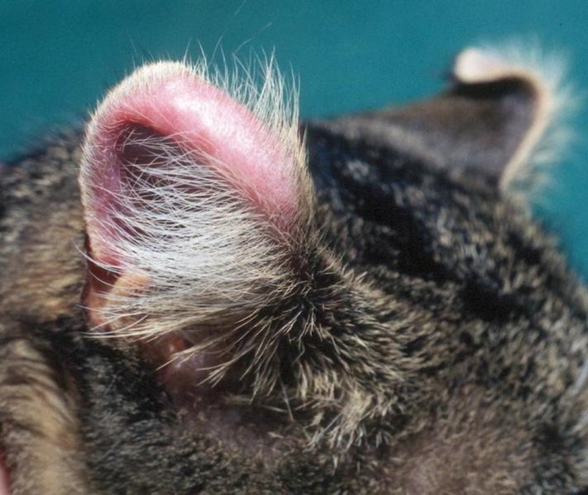 Auricular chondritis, cat