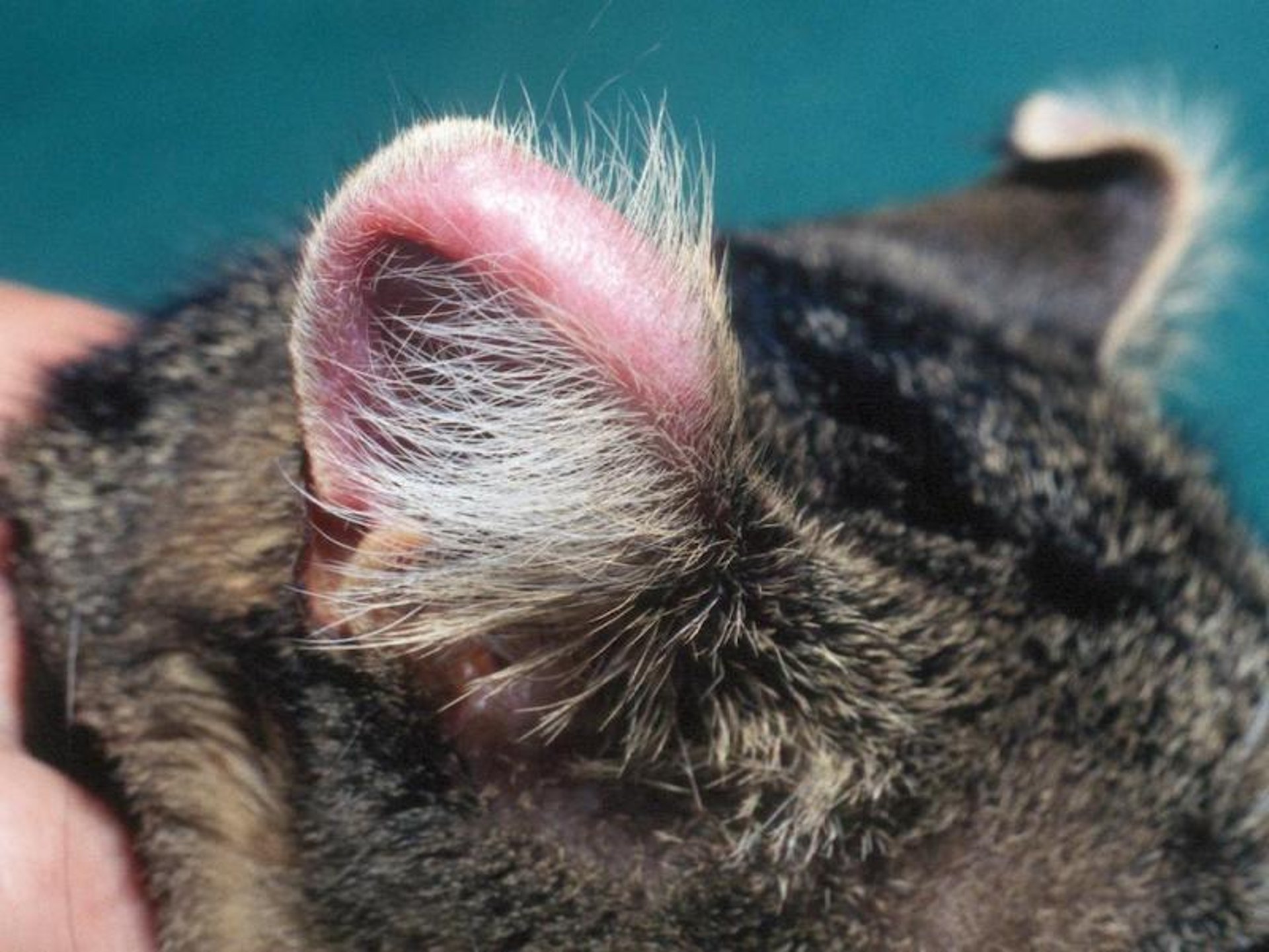 Condritis auricular, gato