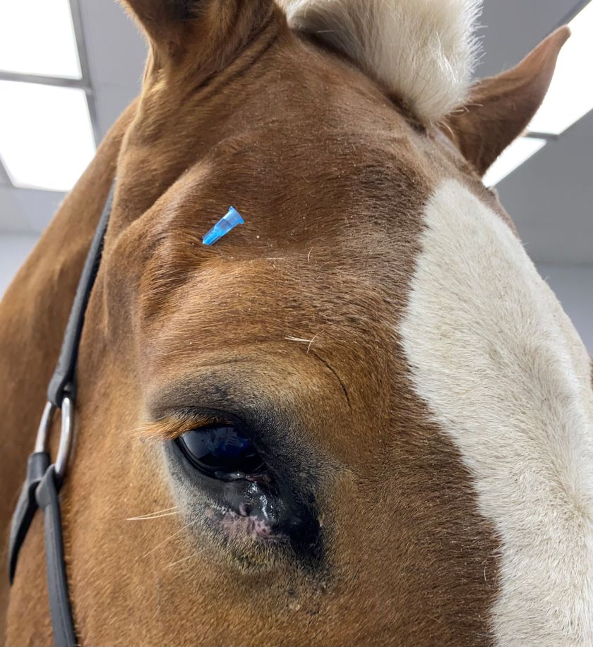 Bloqueo del nervio auriculopalpebral, caballo
