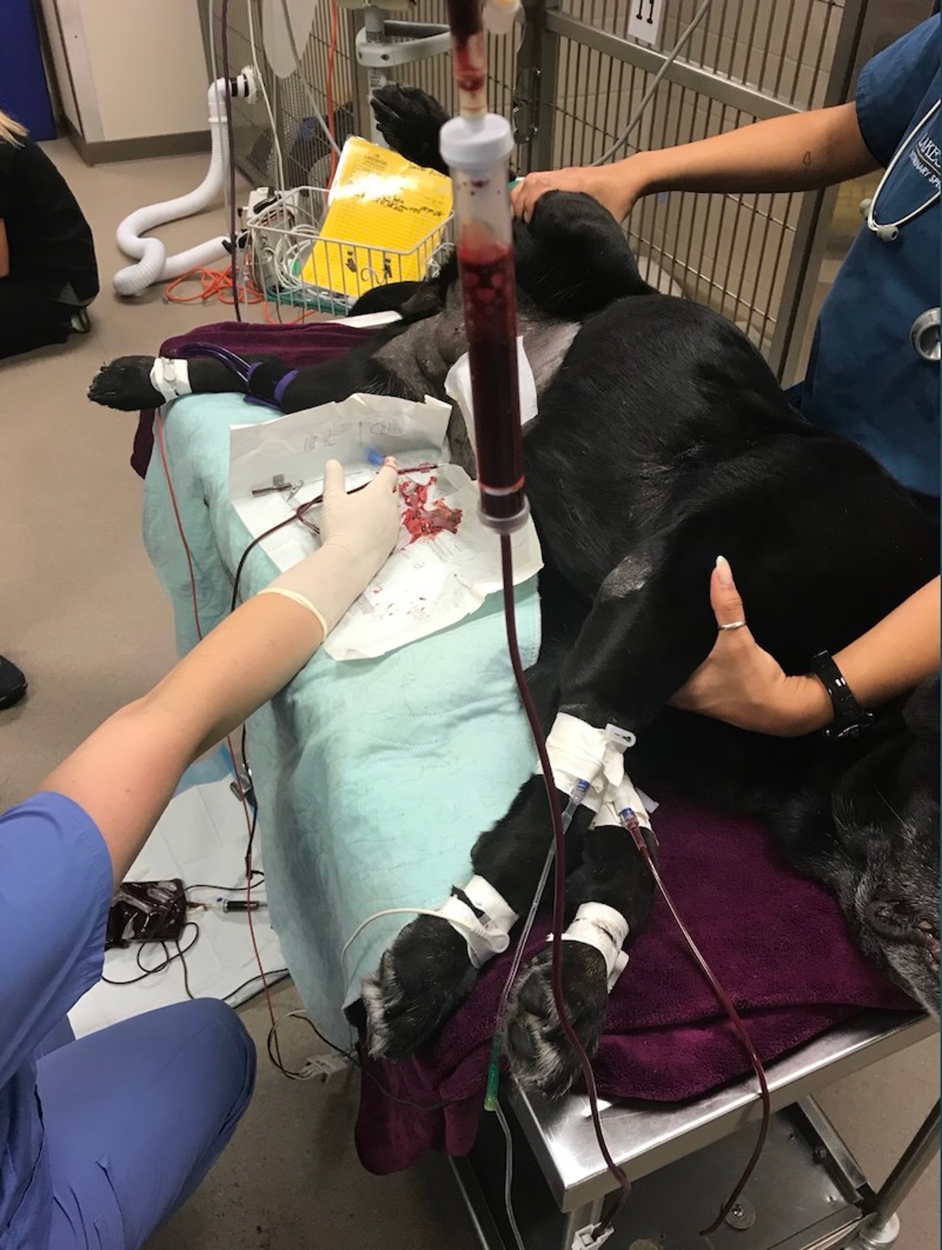 Autologous blood transfusion, dog
