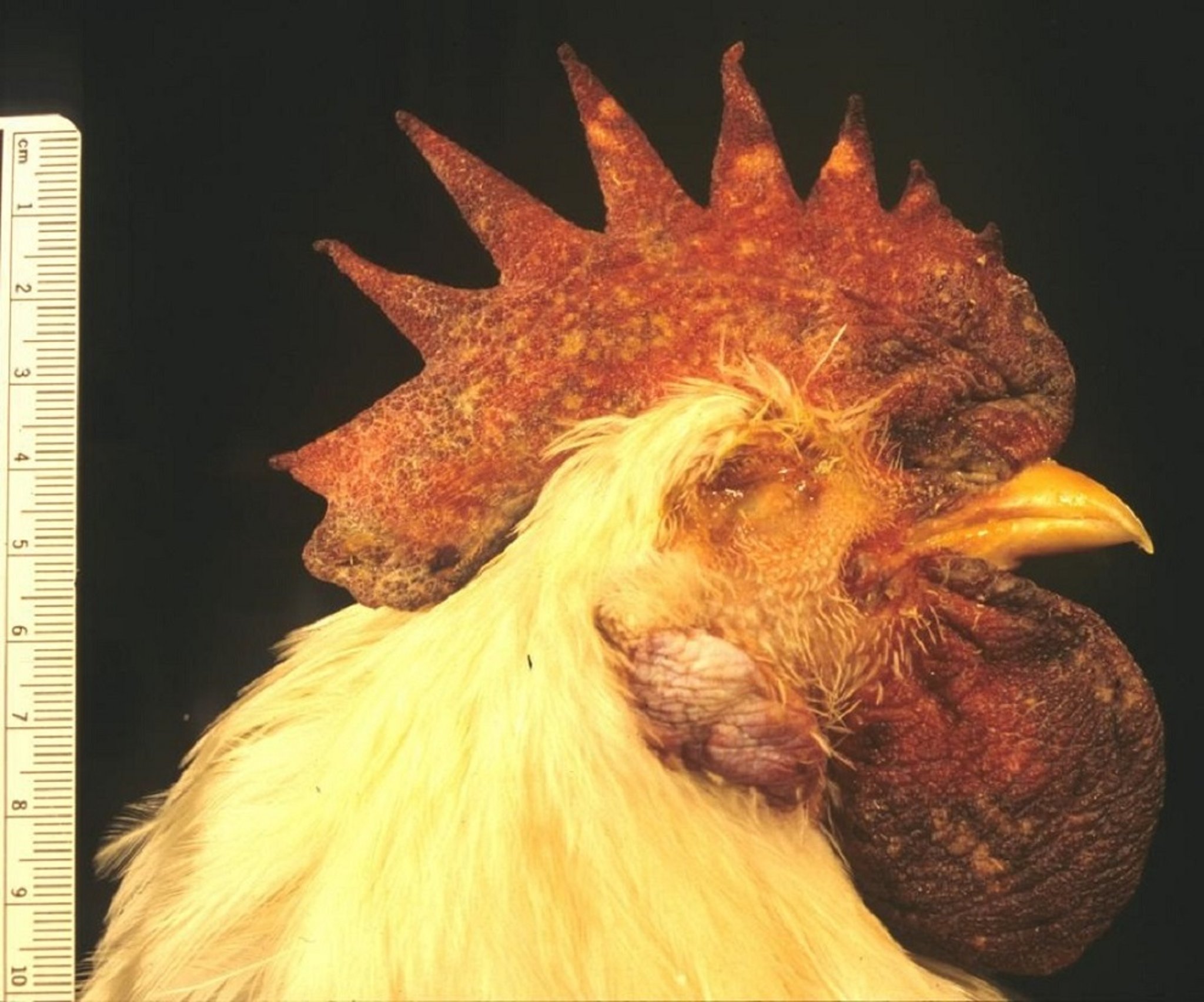 Influenza aviar, necrosis isquémica de crestas y barbas, pollo