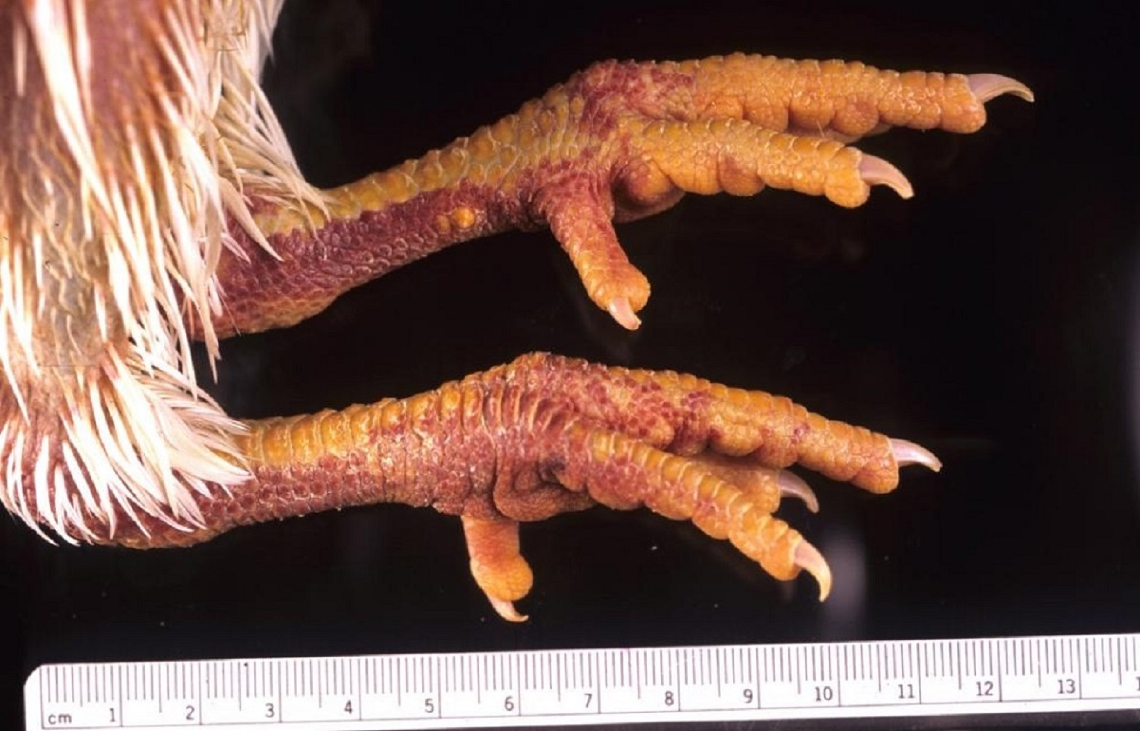 Influenza aviar, hemorragia subcutánea de la piel en pies y patas, pollo