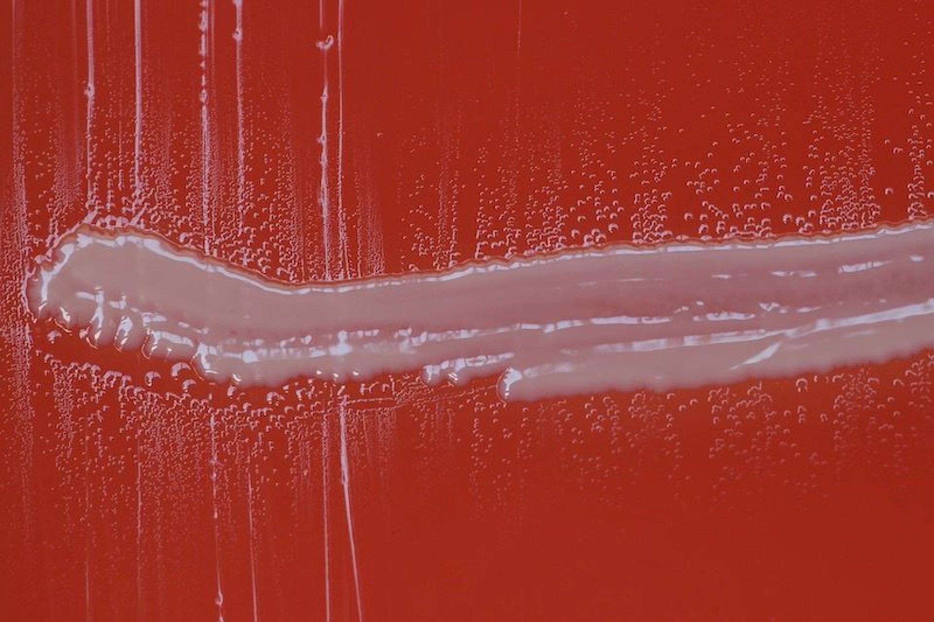 <i >Avibacterium paragallinarum</i>, colônias satélites