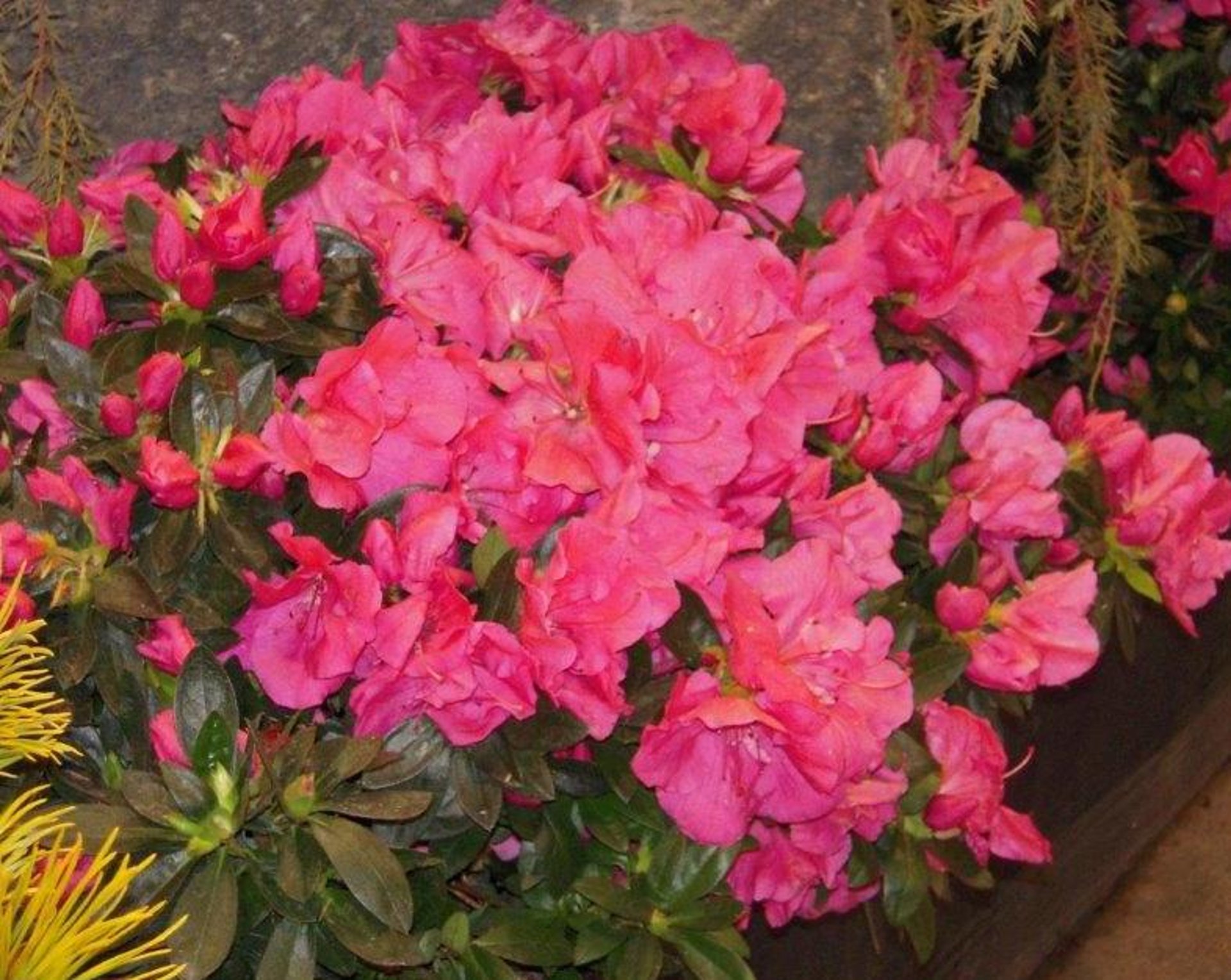 Azalea, pink (<i >Rhododendron</i> spp)