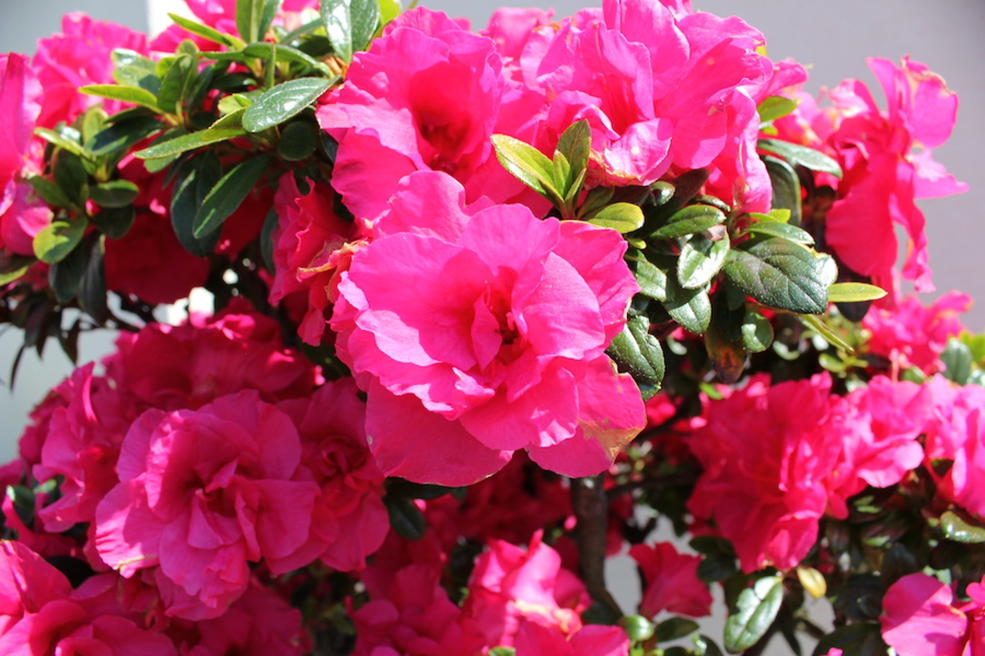 Azalea (<i >Rhododendron</i> spp.)