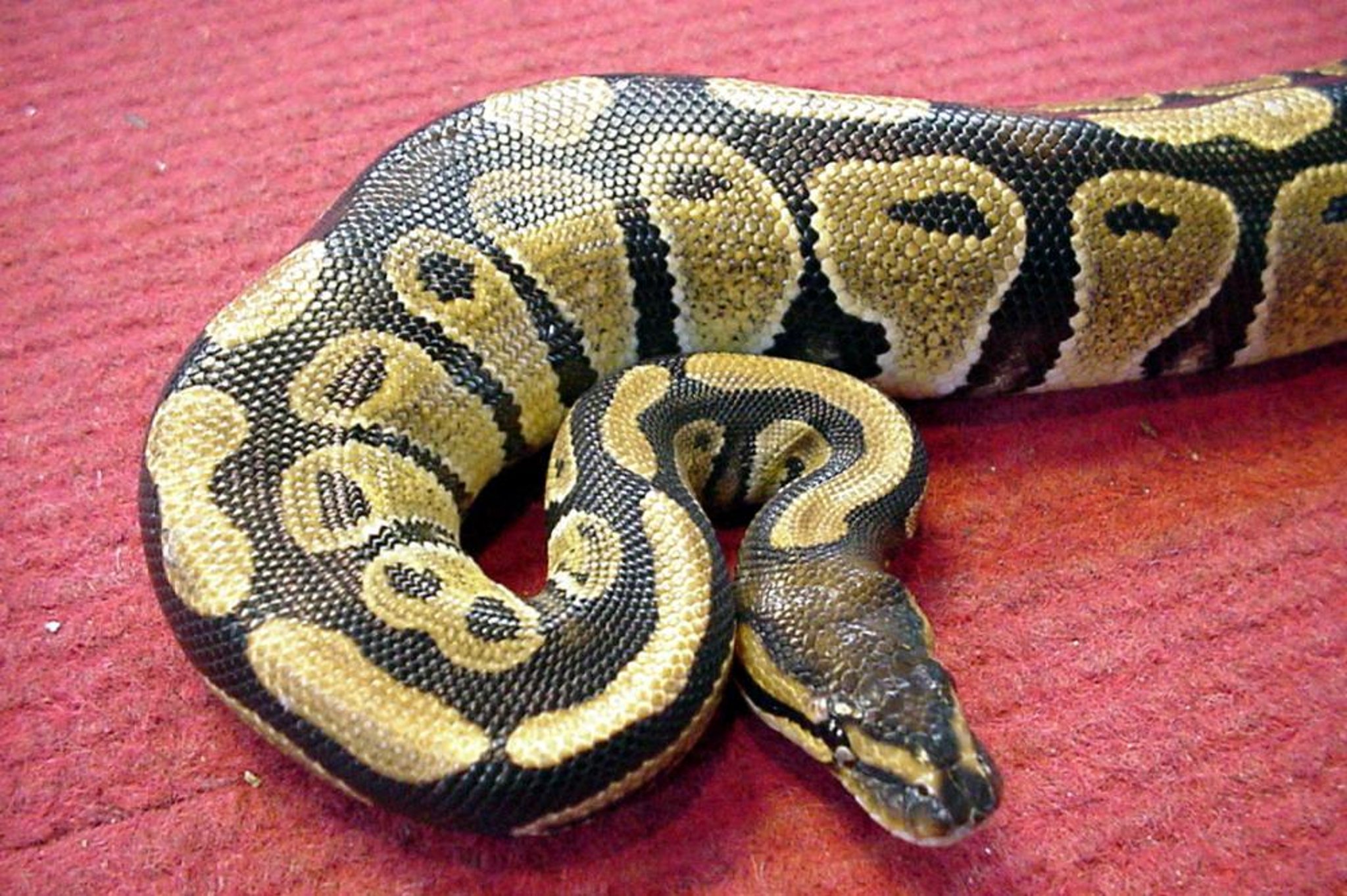 Ball (or royal) python (<i >Python regius</i>)