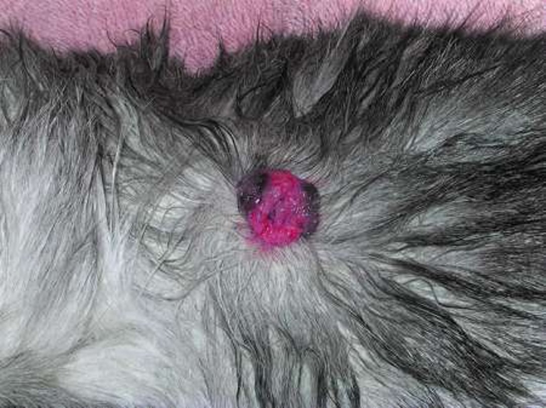 Basal cell carcinoma, cat
