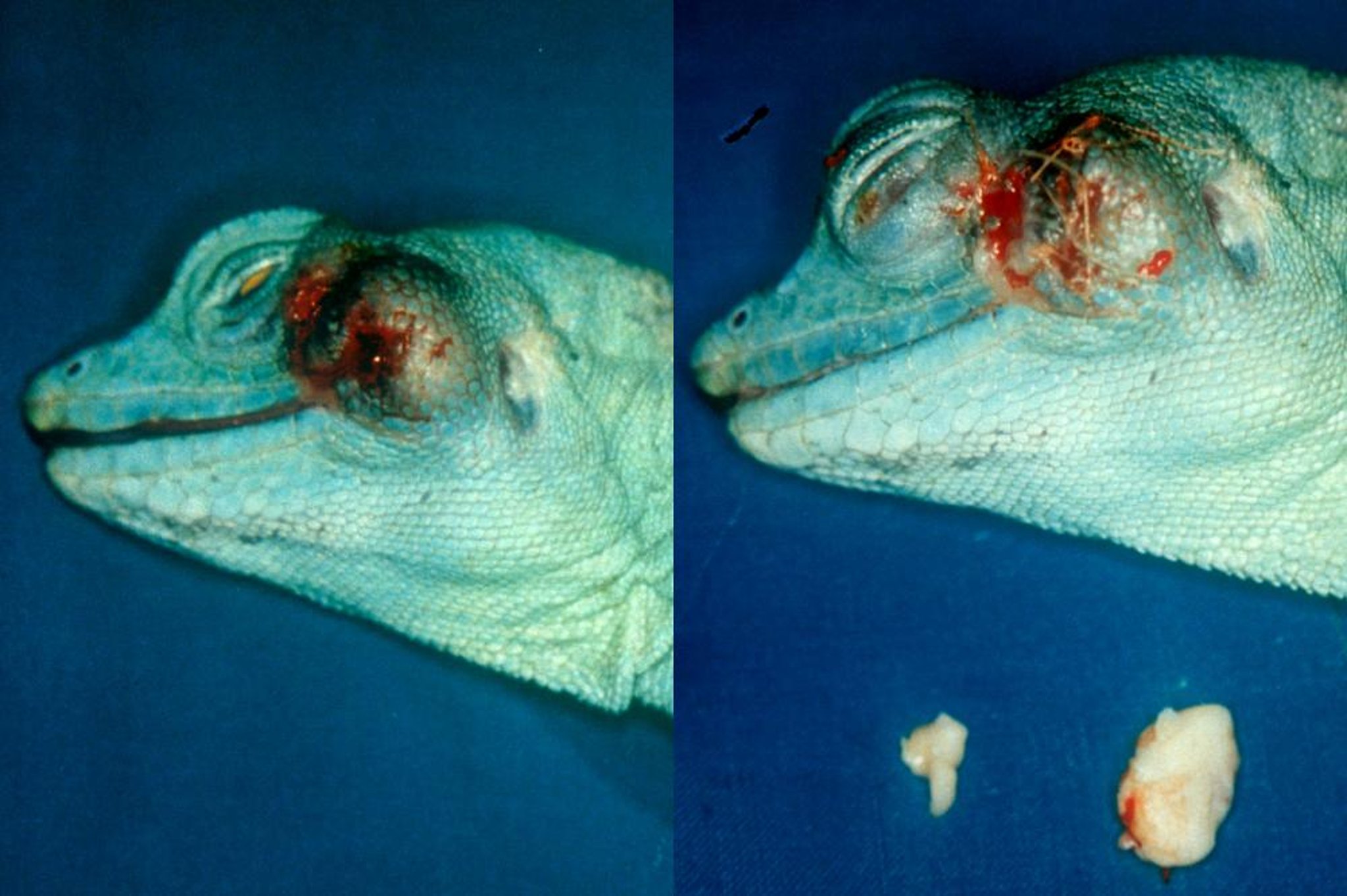Subcutaneous facial abscess, plumed basilisk