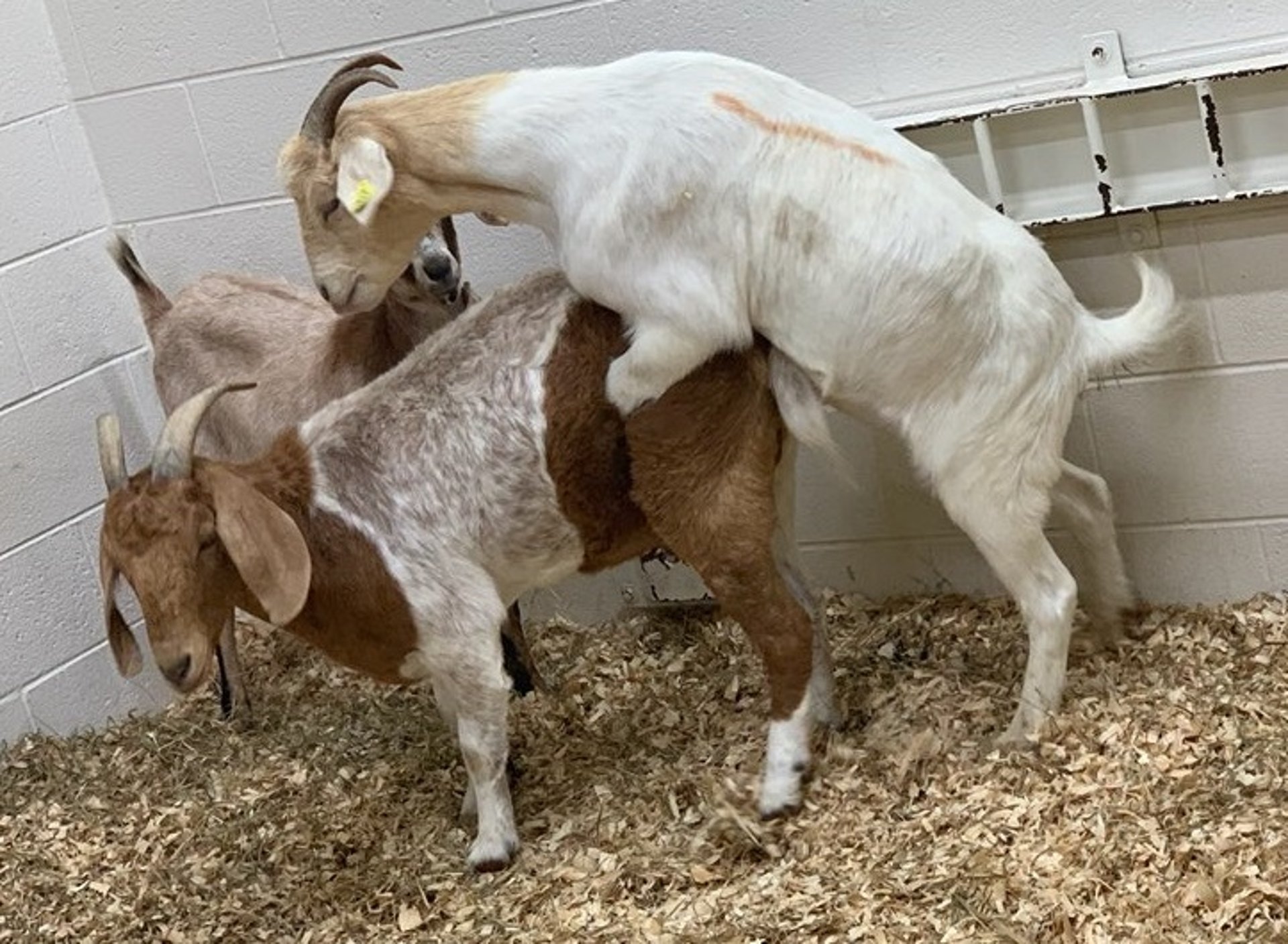 Behavioral signs of estrus, goat