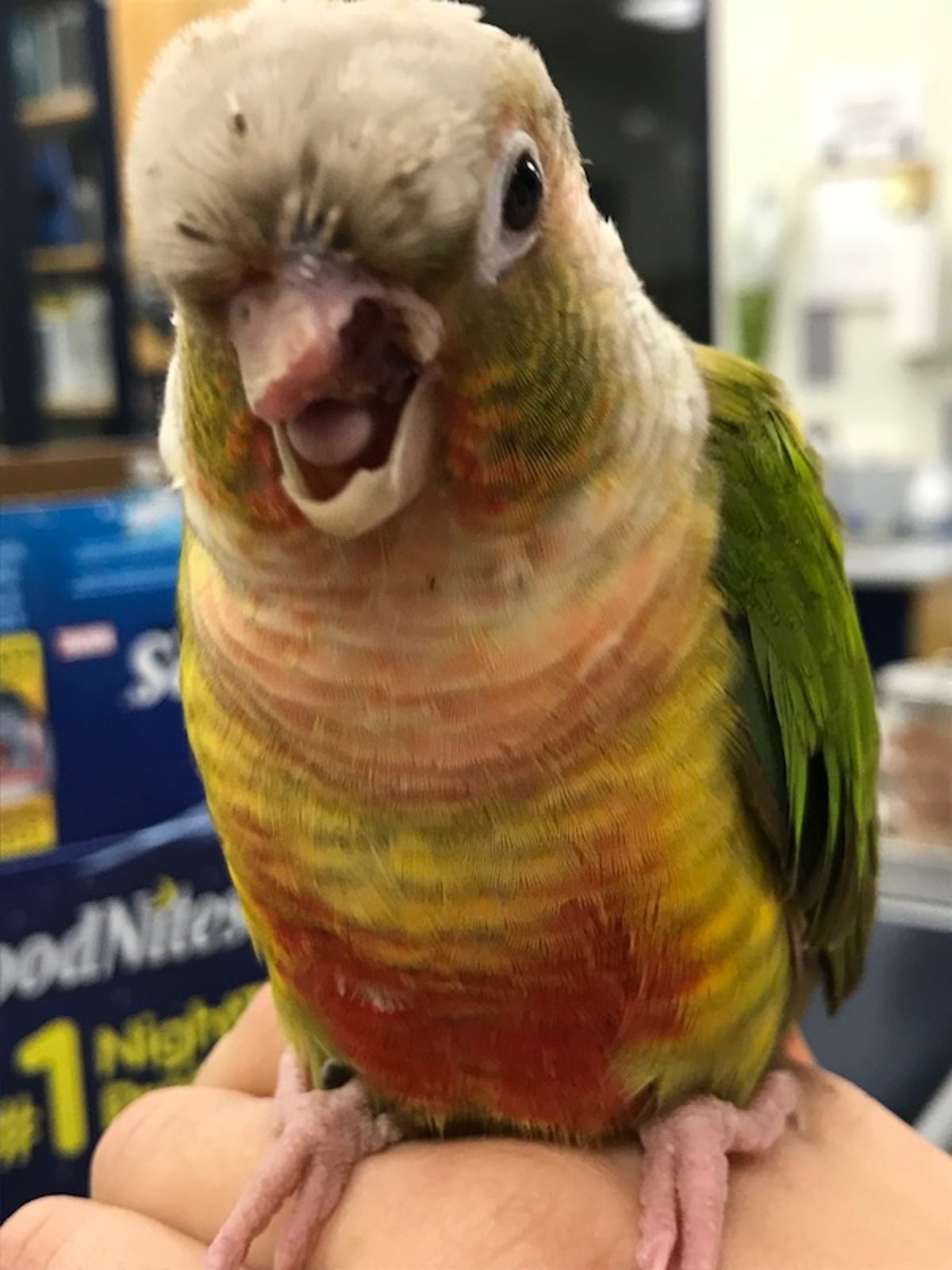 Beak trauma, conure
