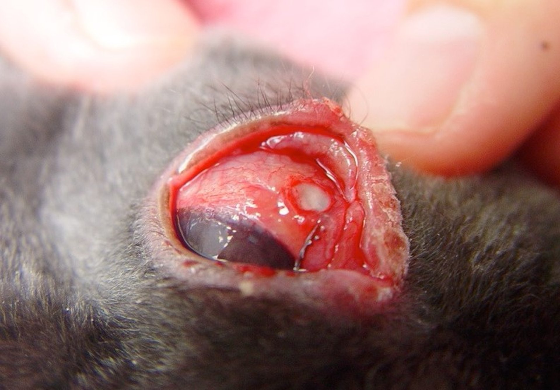 Blepharitis caused by Treponema