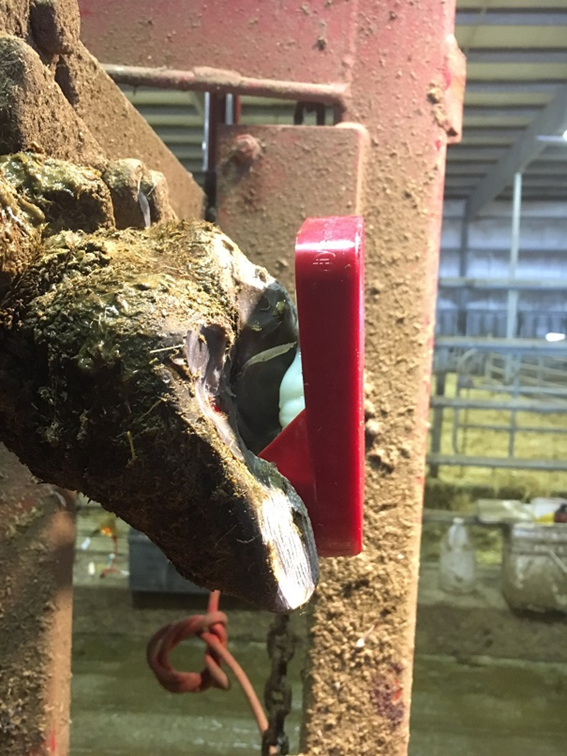 Block treatment of sole ulcer, cow