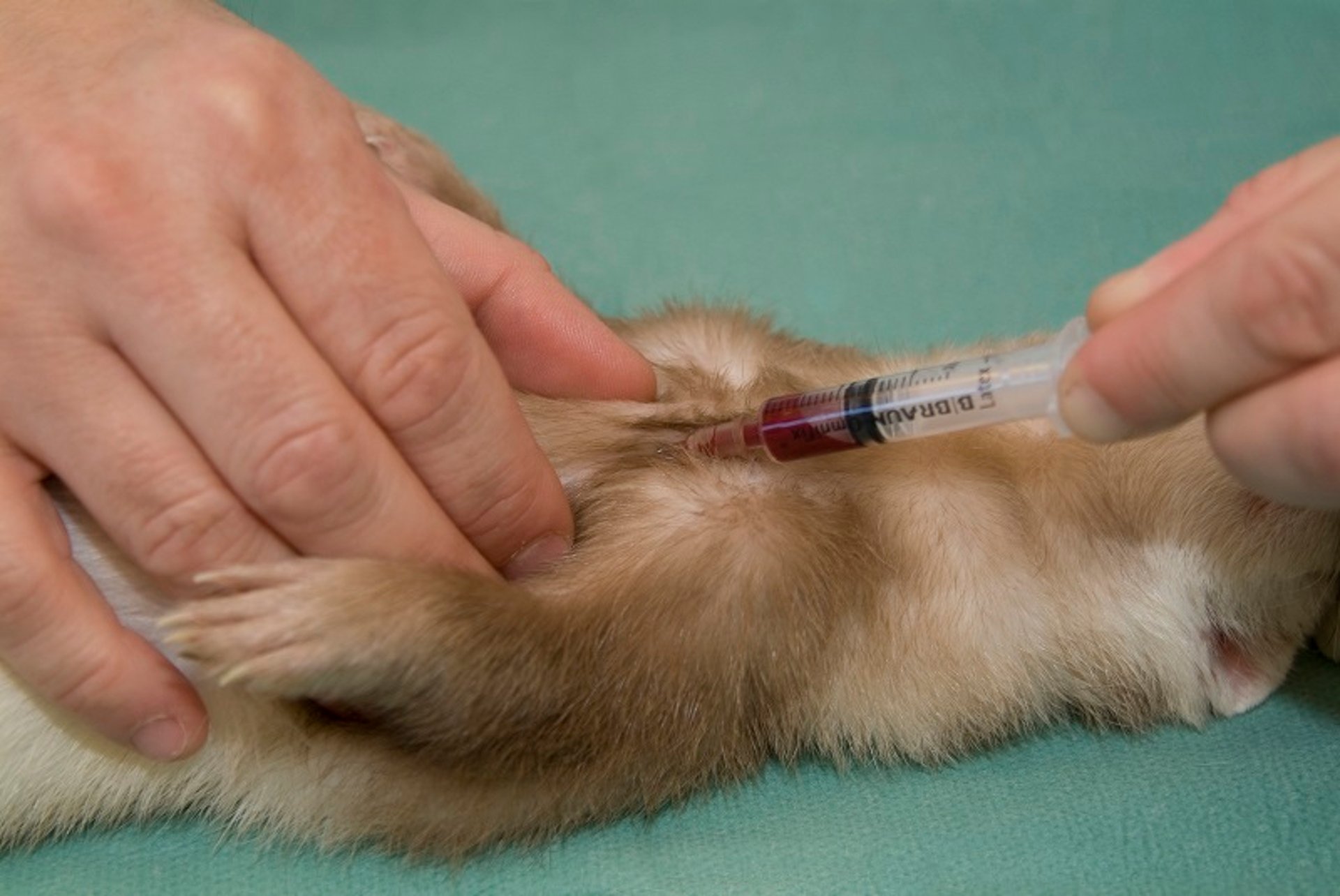 Venous blood sample collection, ferret
