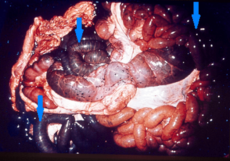 Blood-filled intestines, bovine