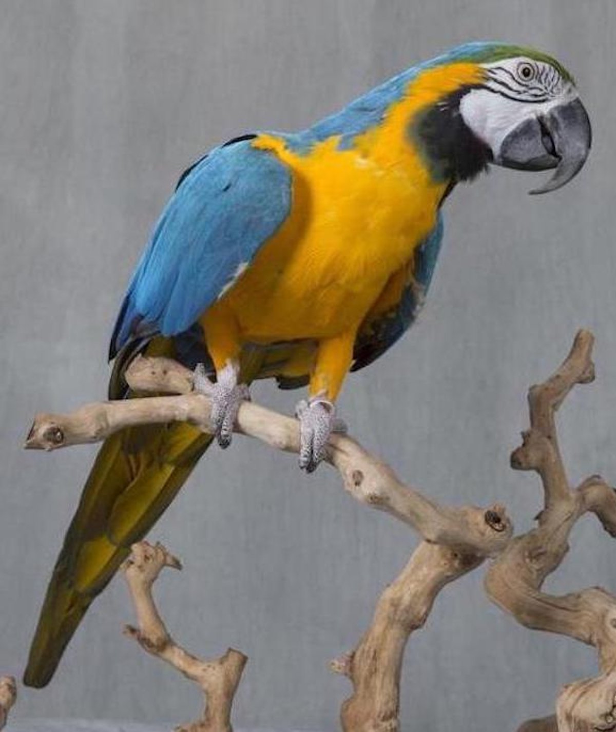 Blue and gold macaw