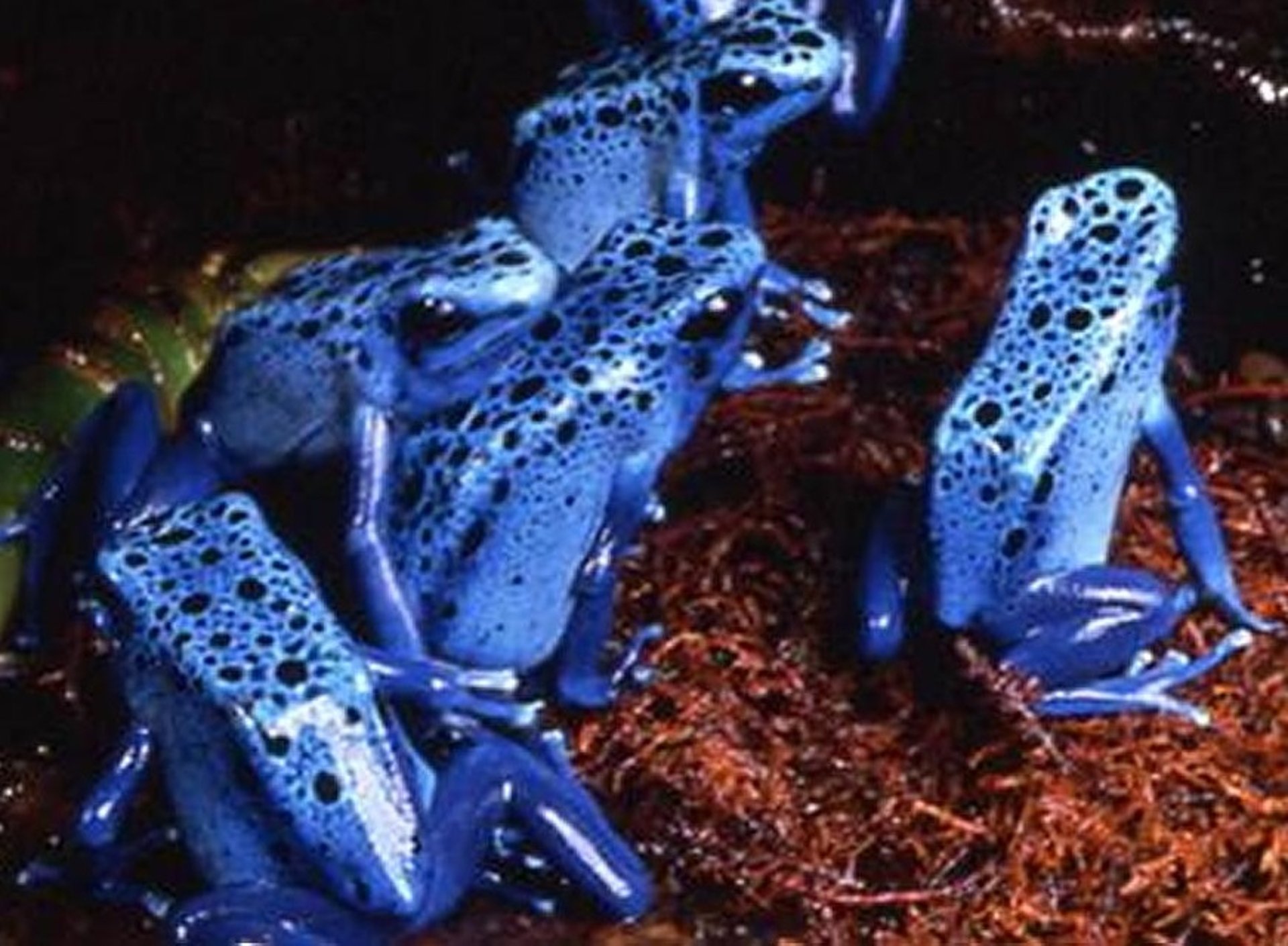 Captive-born blue poison dart frogs