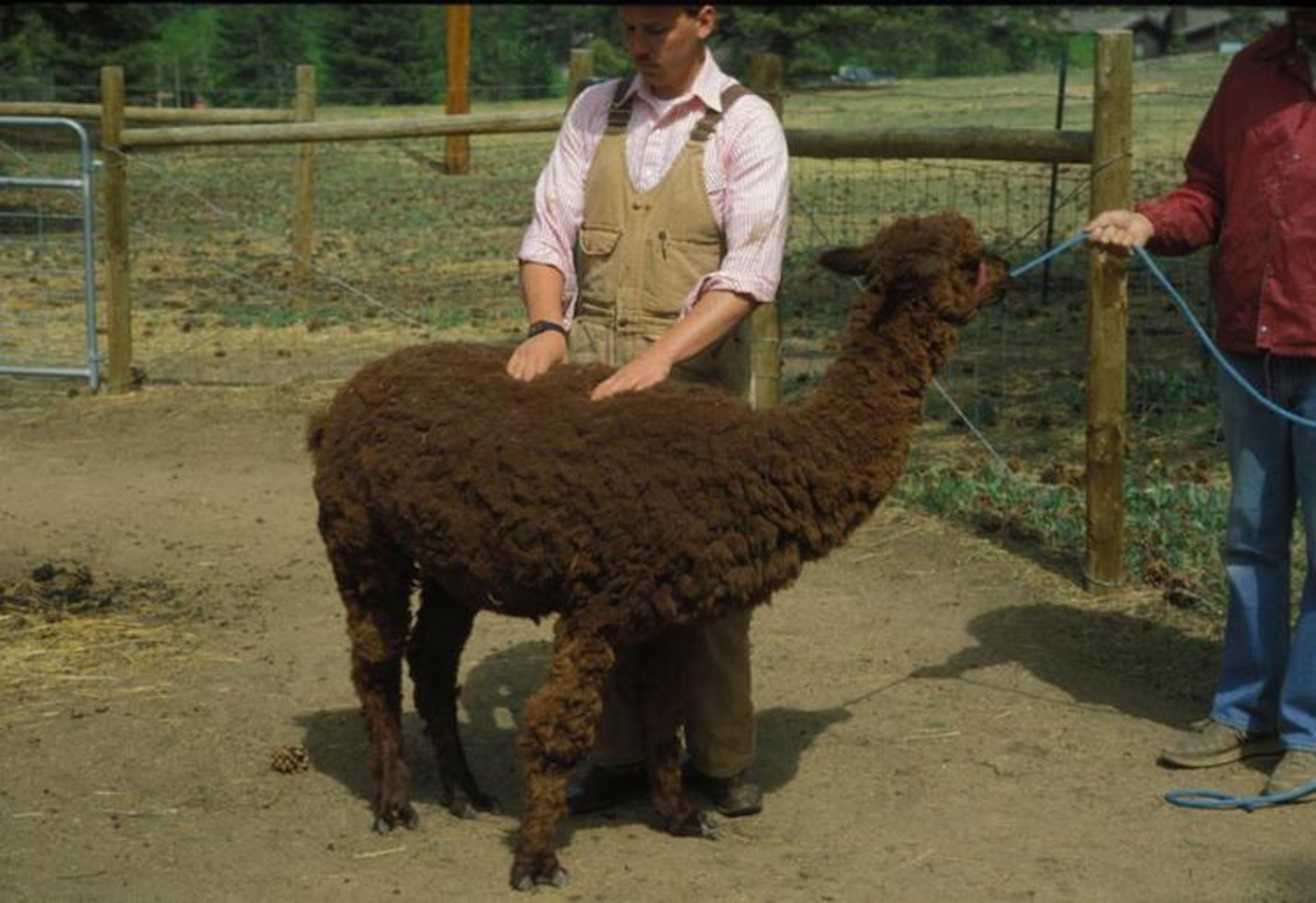 Body condition scoring, alpaca