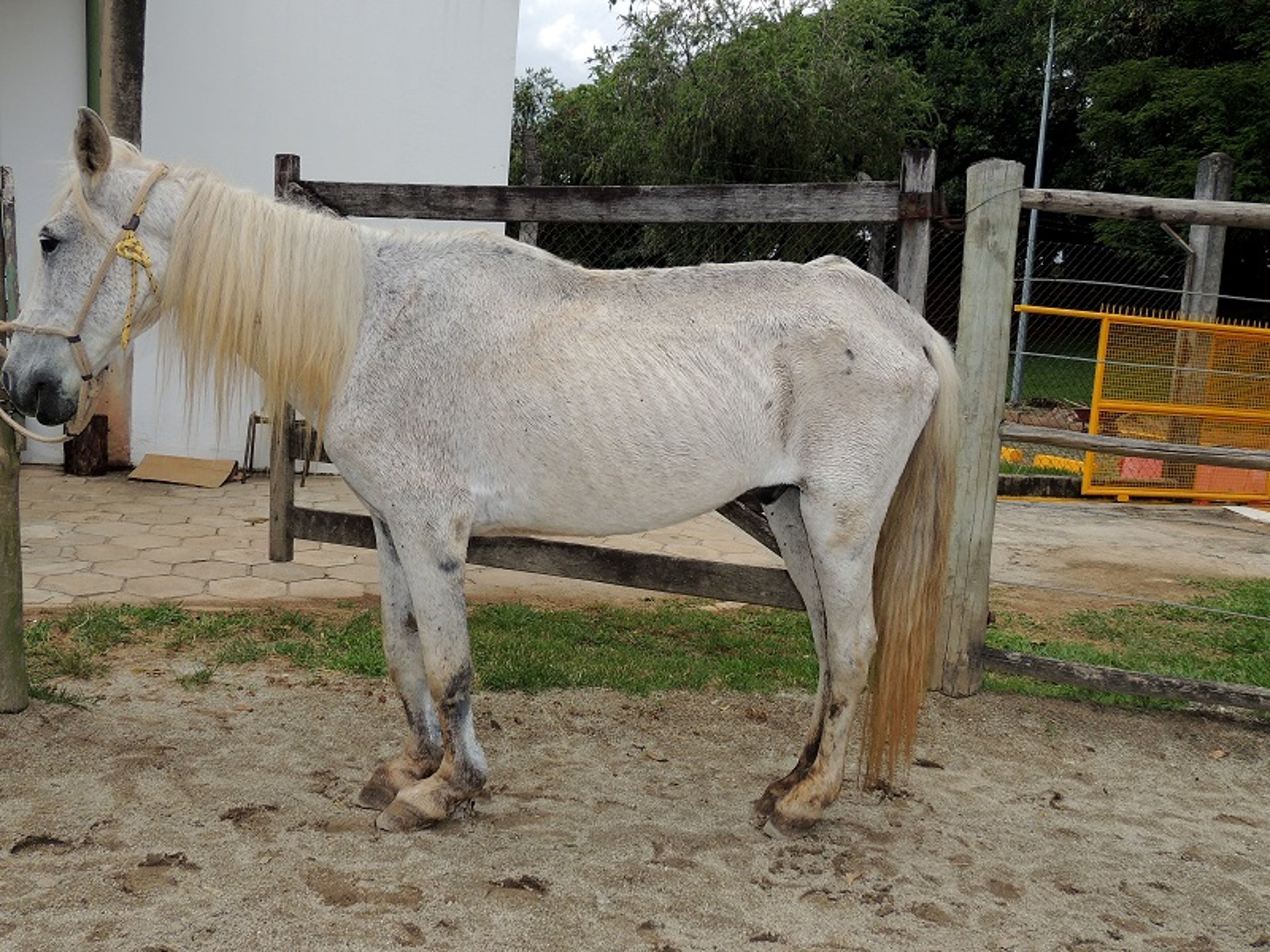 Body Condition Score 1 - Emaciated