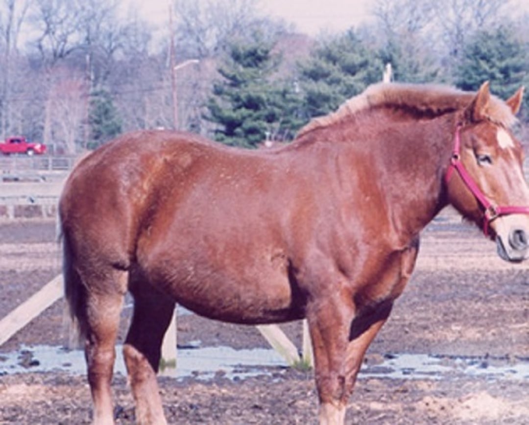 Body Condition Score 9 - Obese