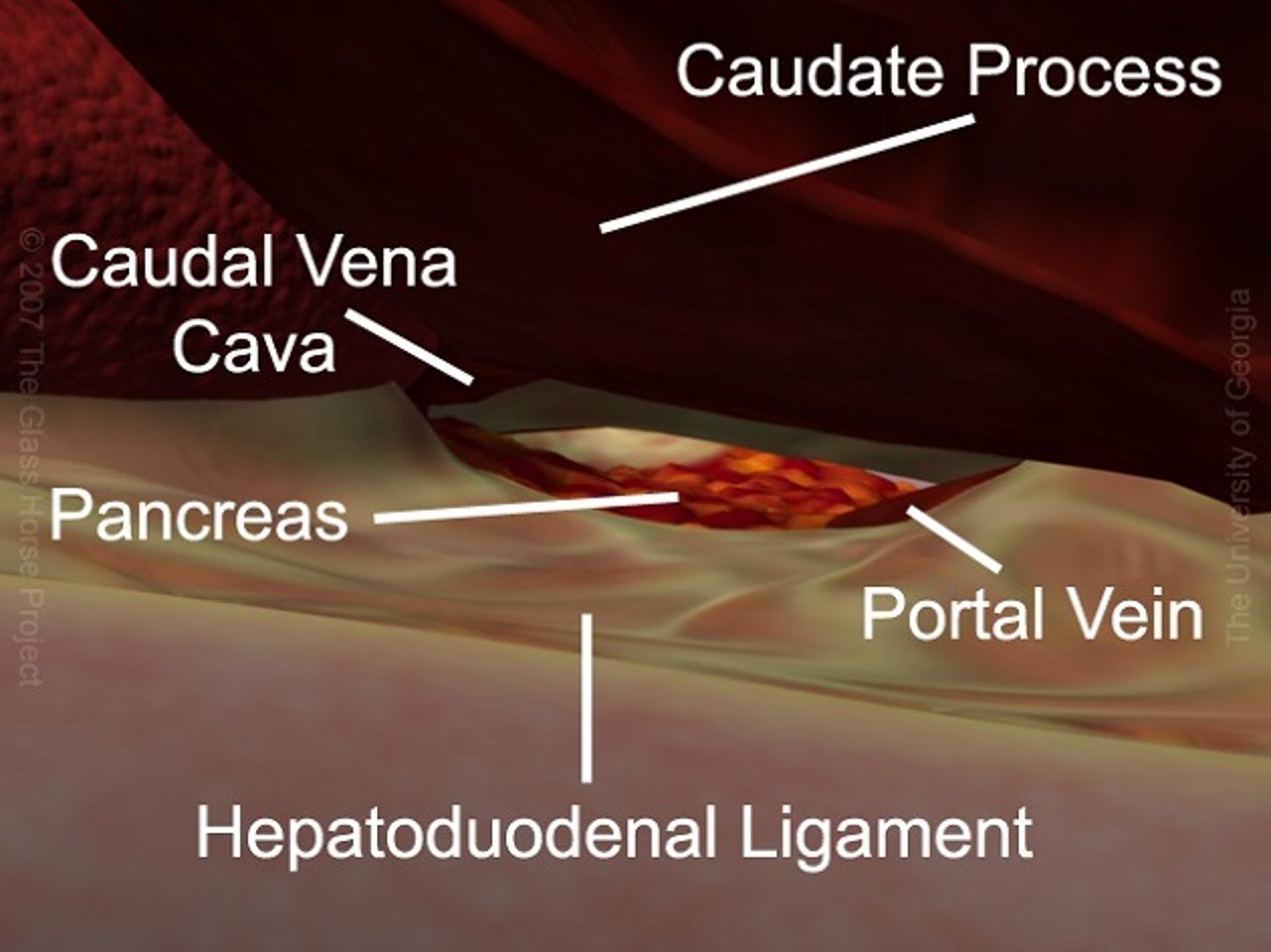 Boundaries of epiploic foramen, horse