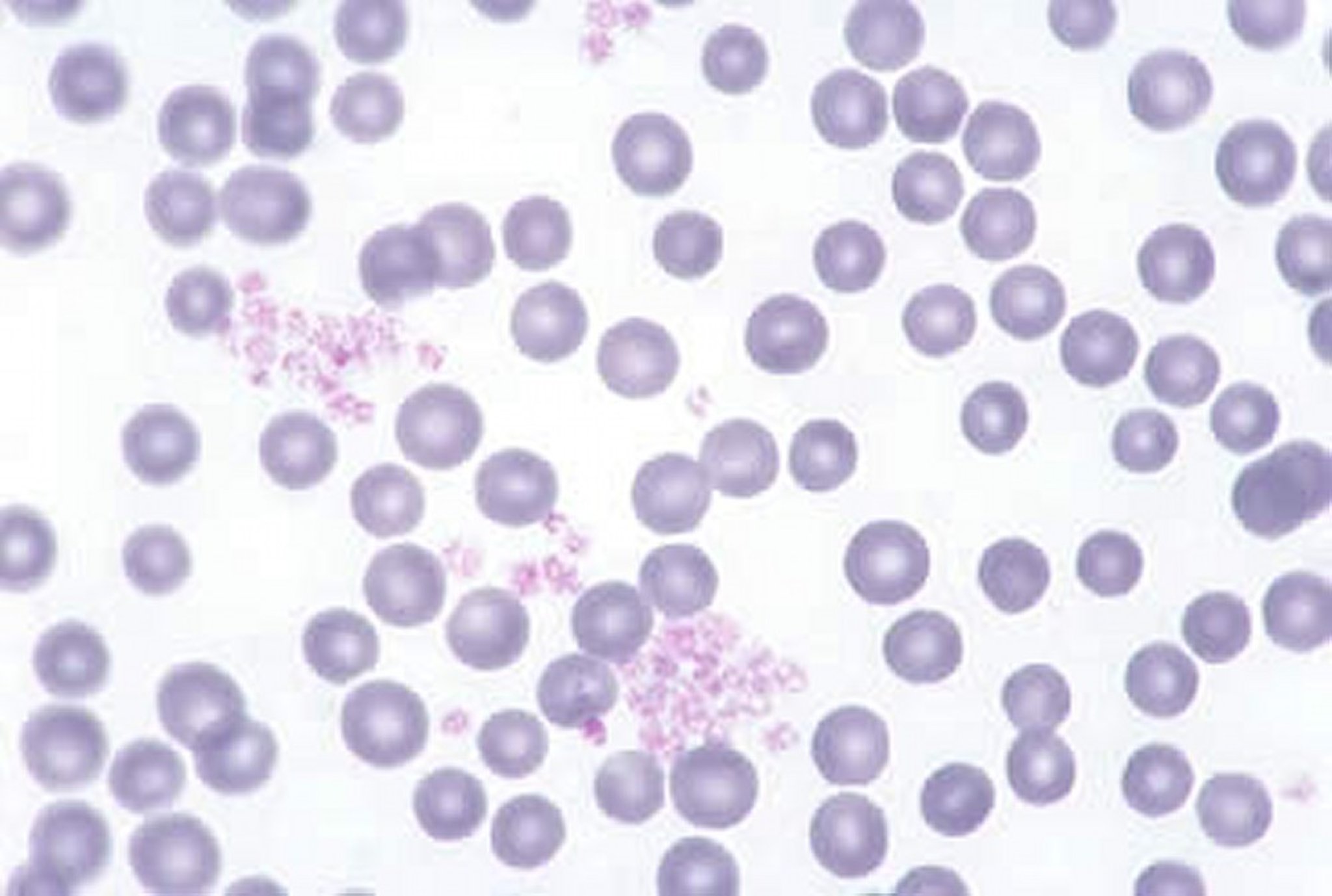 Bovine blood smear, platelets