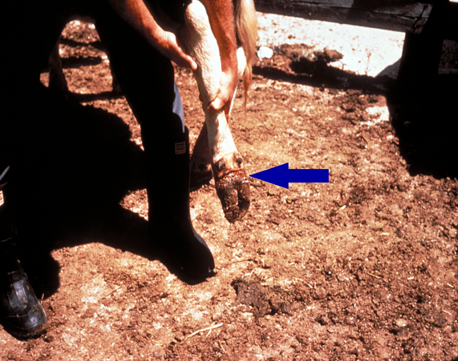 Ergot toxicity, cow