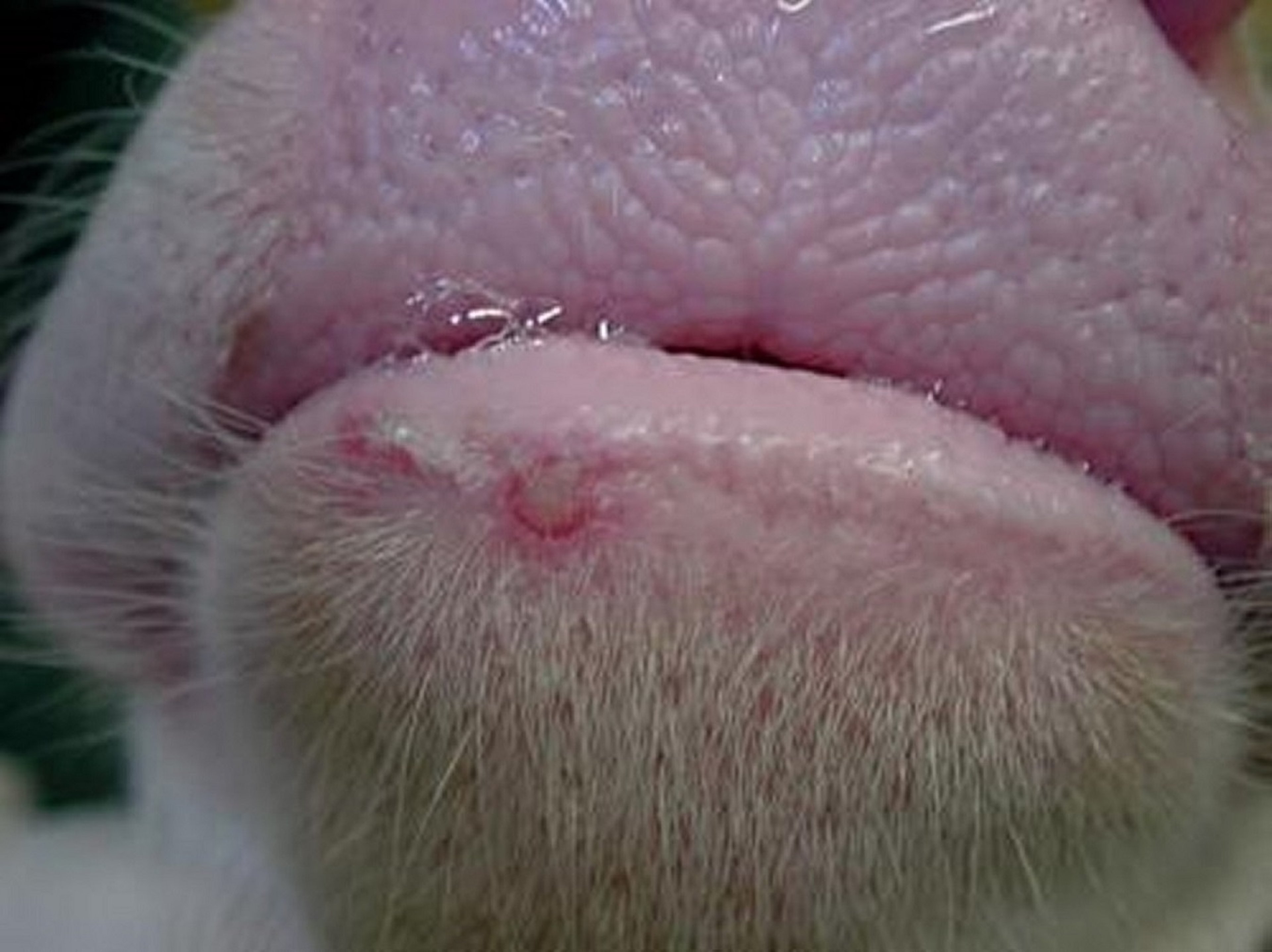 Bovine papular stomatitis, cow