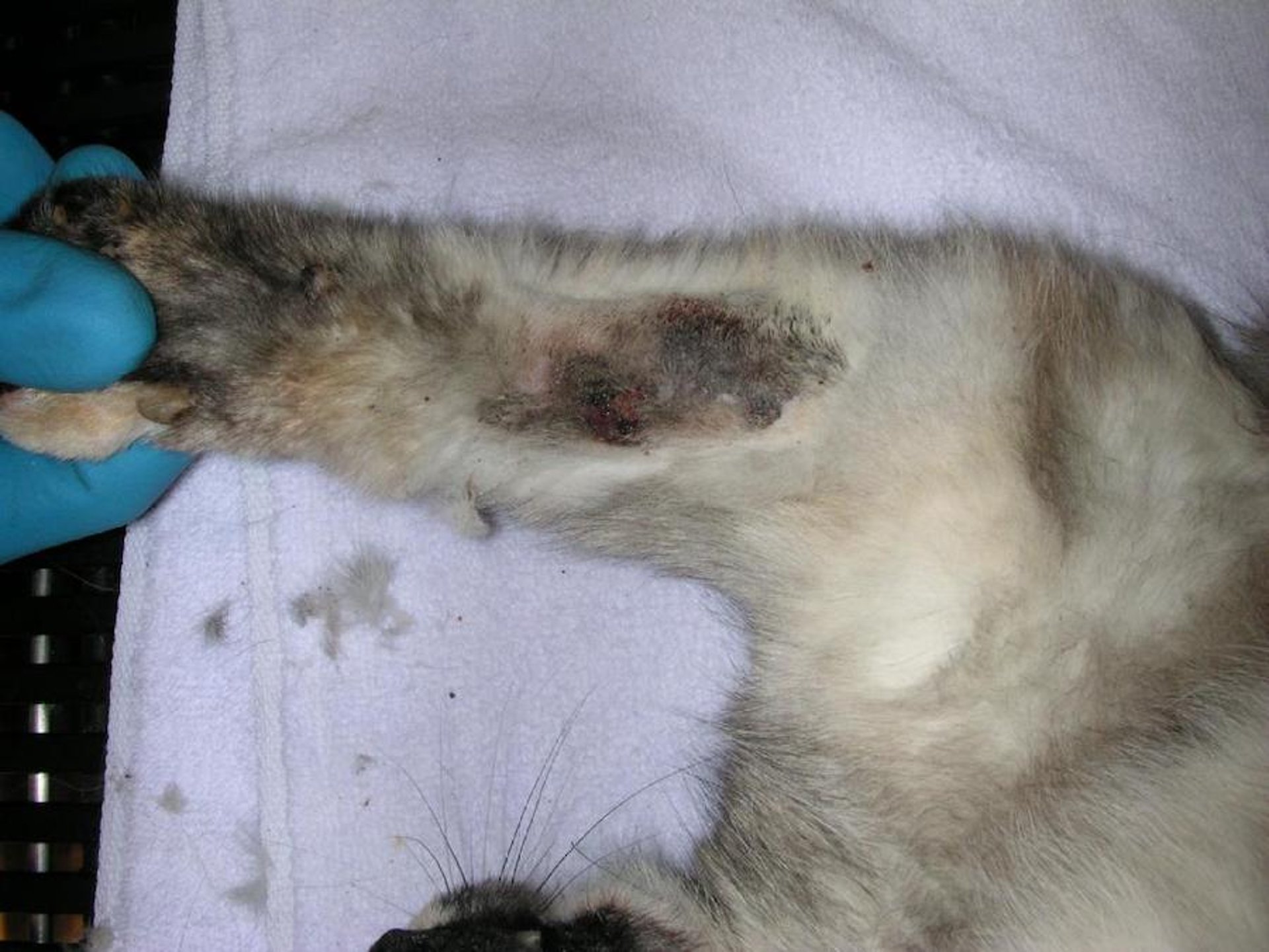 Multicentric squamous cell carcinoma in situ (feline Bowen disease), 19-year-old cat