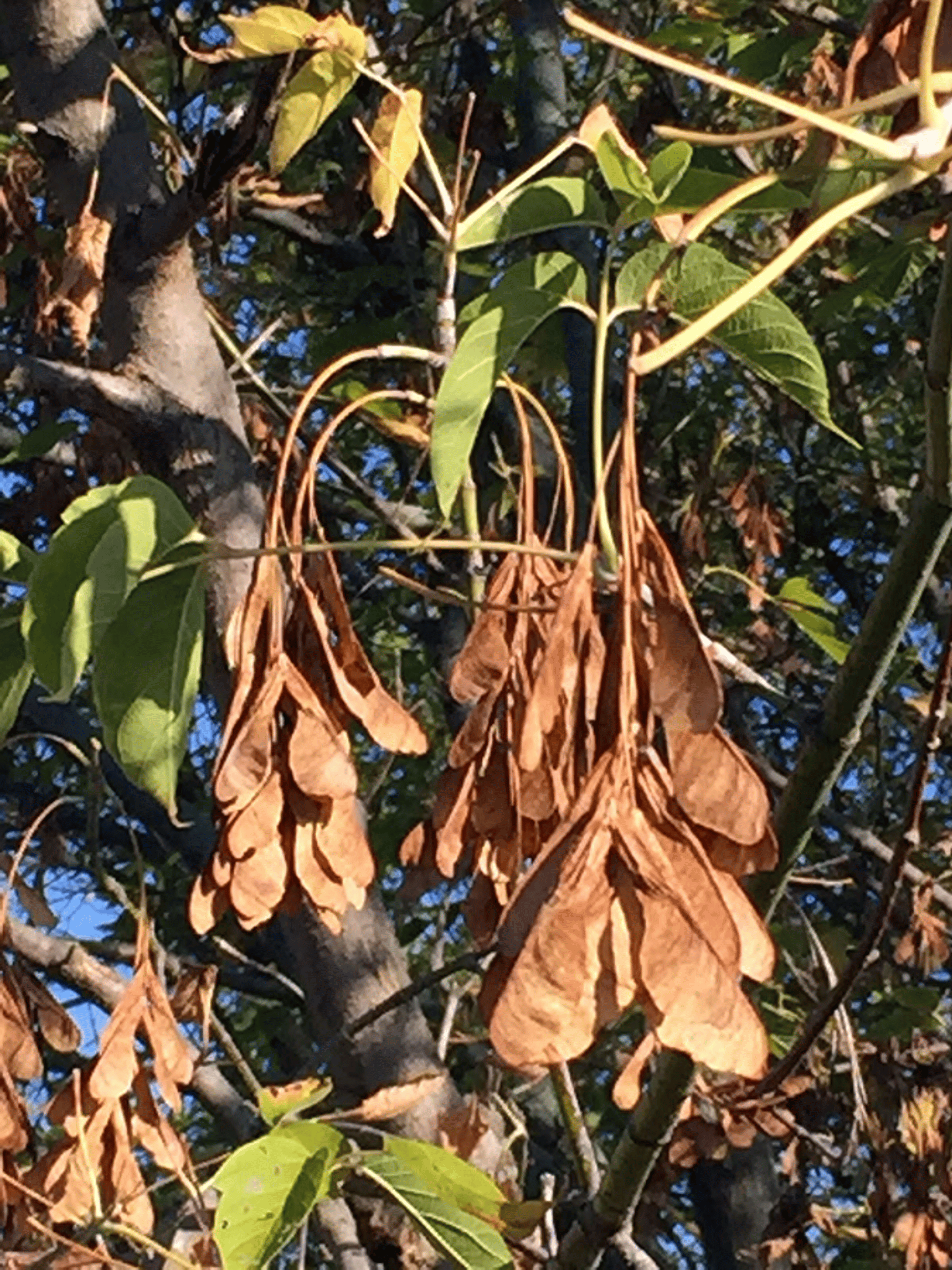 Box elder seeds